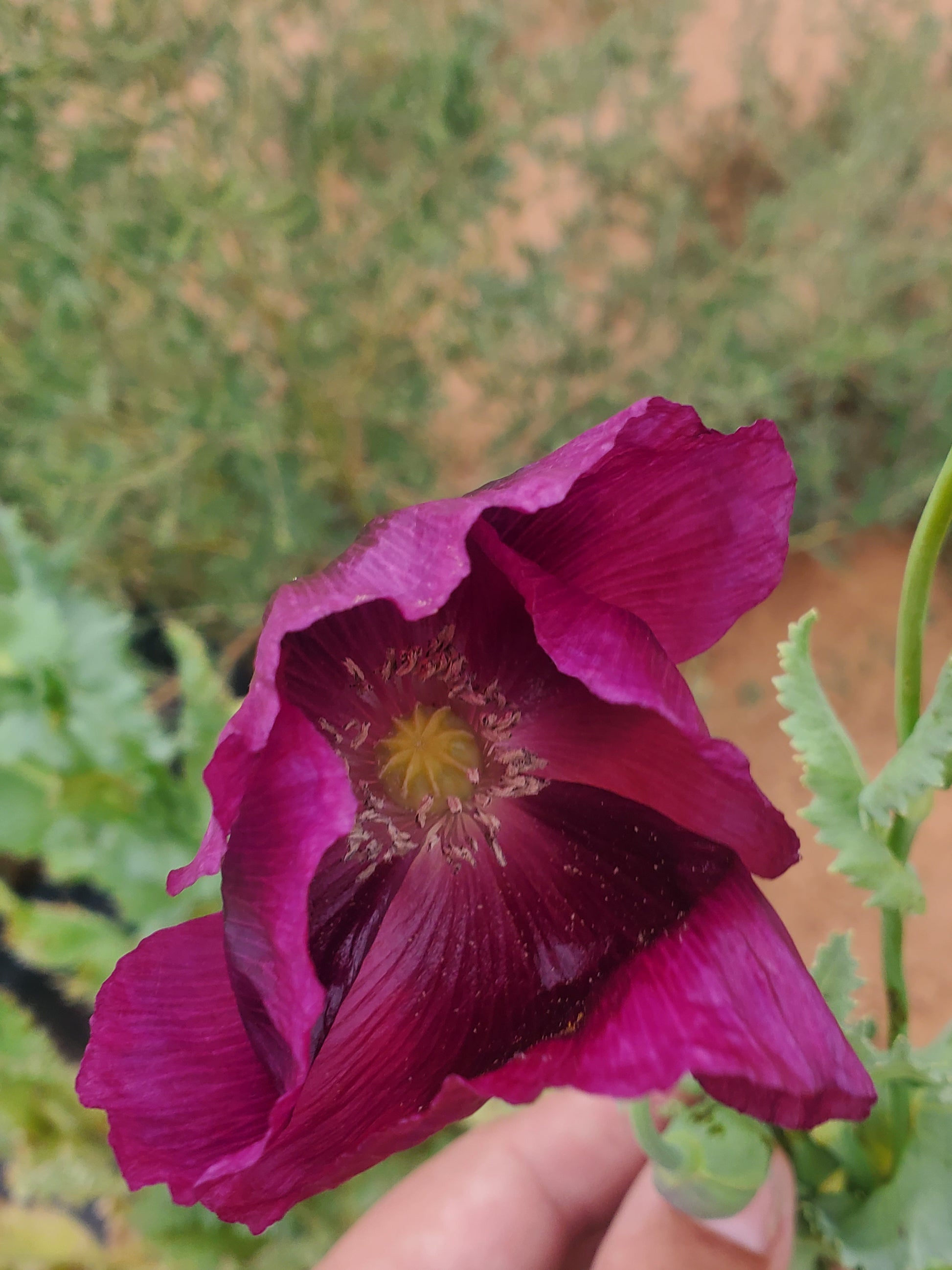 Lauren’s Grape Poppy Seeds (Papaver Somniferum) 1500 pack