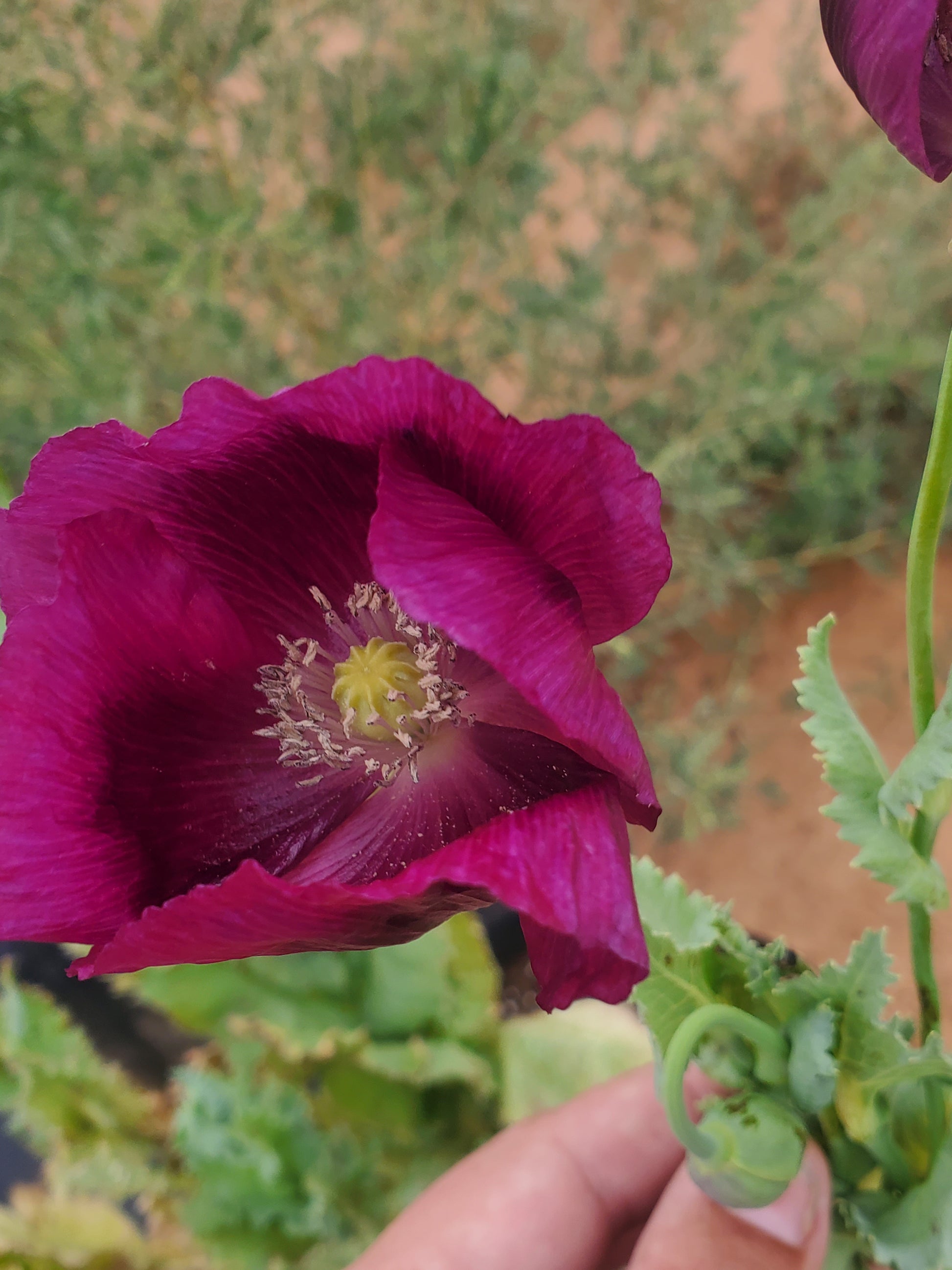 Lauren’s Grape Poppy Seeds (Papaver Somniferum) 1500 pack