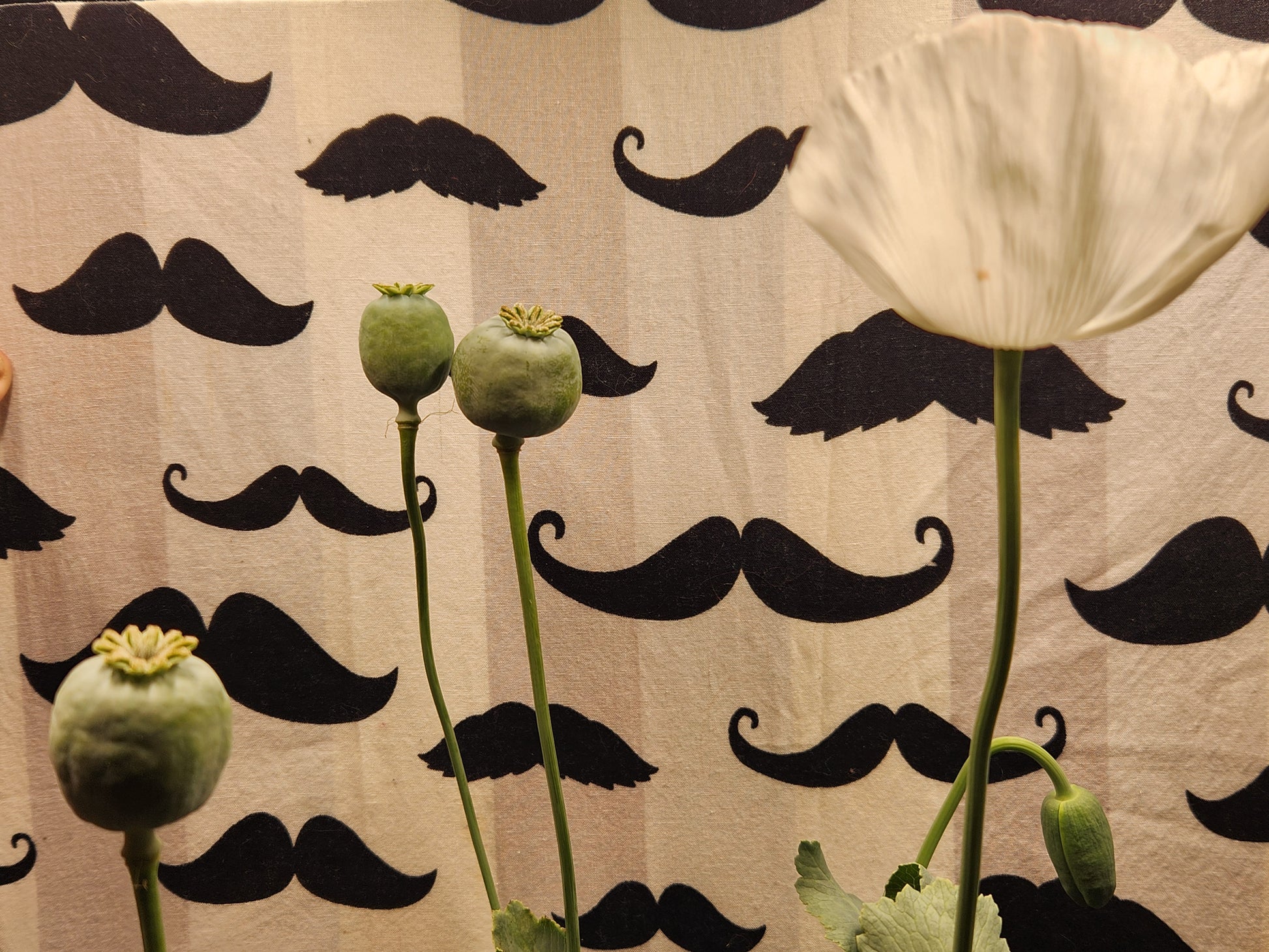 Afghan White Poppy Seeds (Papaver somniferum) 1500 pack