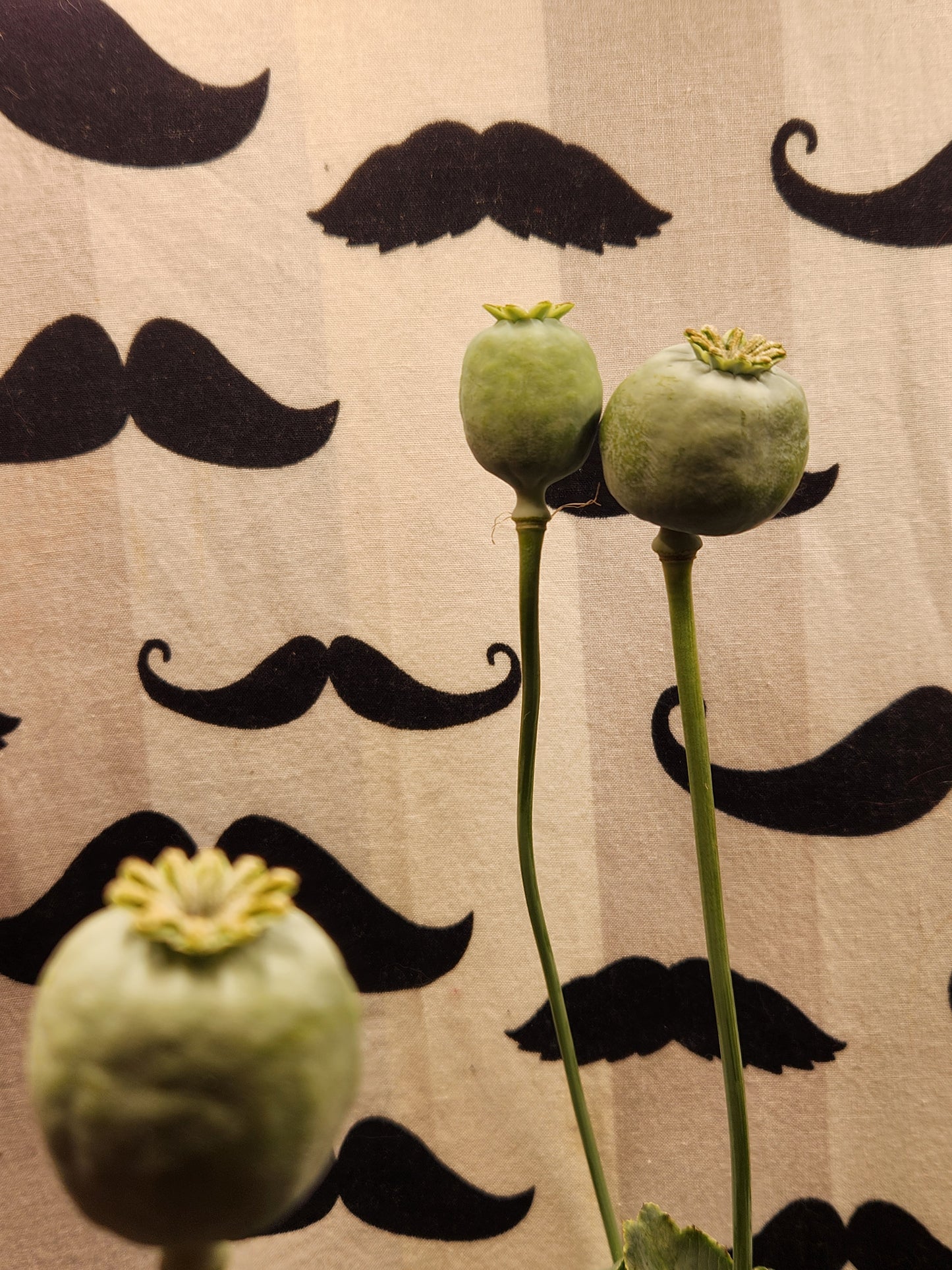 Afghan White Poppy Seeds (Papaver somniferum) 1500 pack