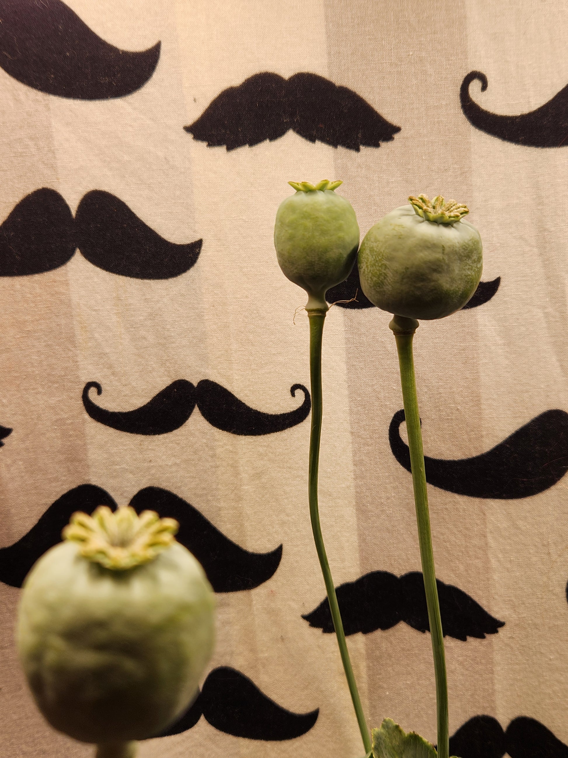 Afghan White Poppy Seeds (Papaver somniferum) 1500 pack