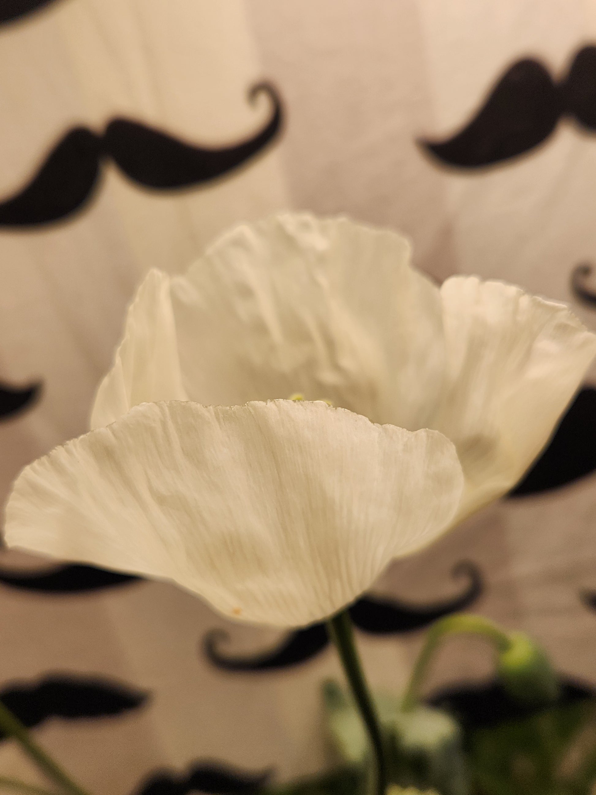 Afghan White Poppy Seeds (Papaver somniferum) 1500 pack