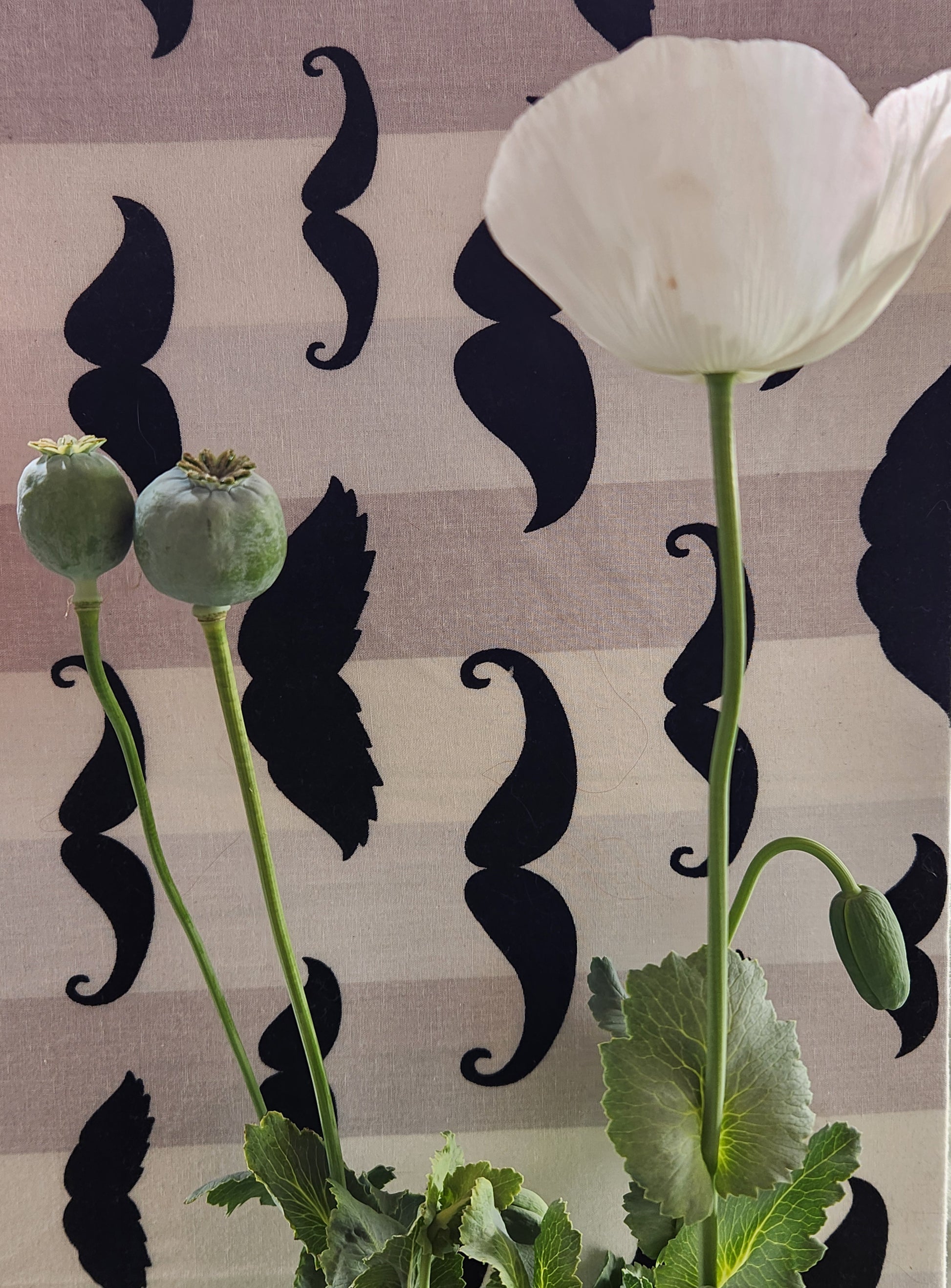 Afghan White Poppy Seeds (Papaver somniferum) 1500 pack