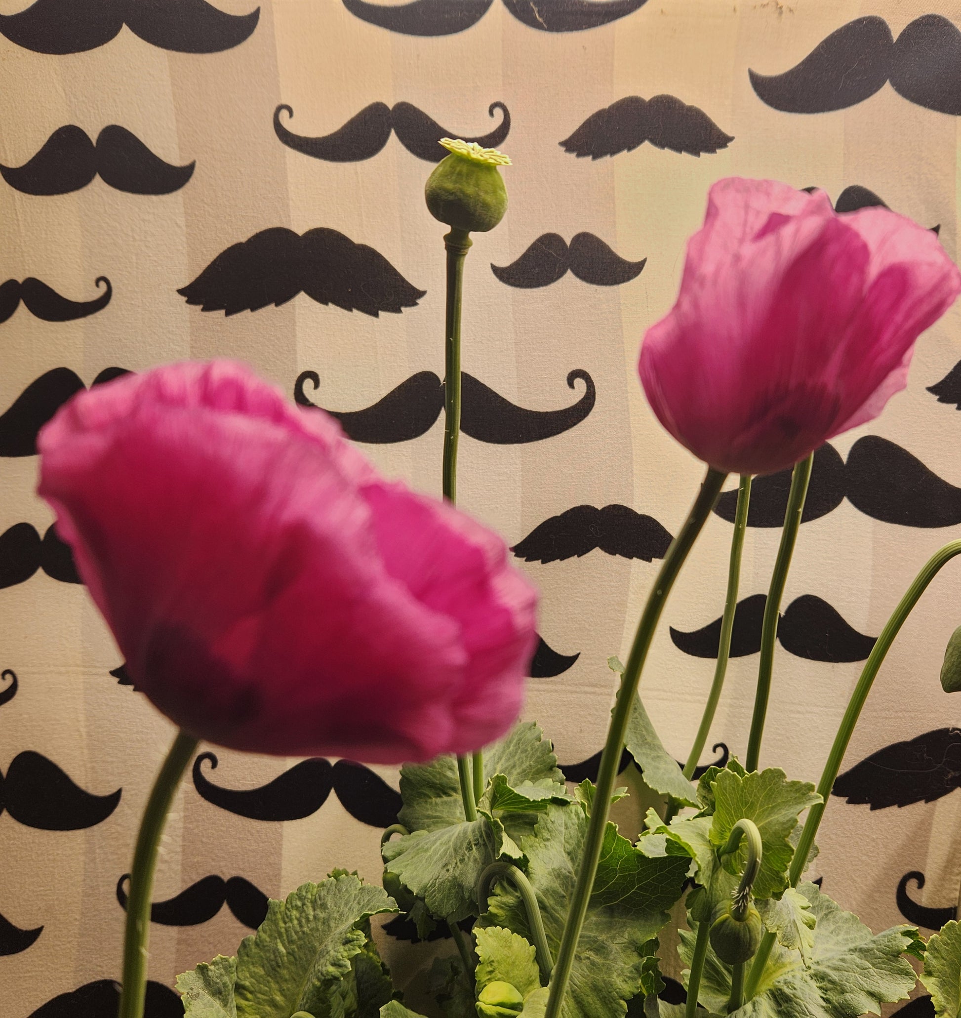 Sokol Poppy Seeds (Papaver somniferum var. glabrum) 1500 pack