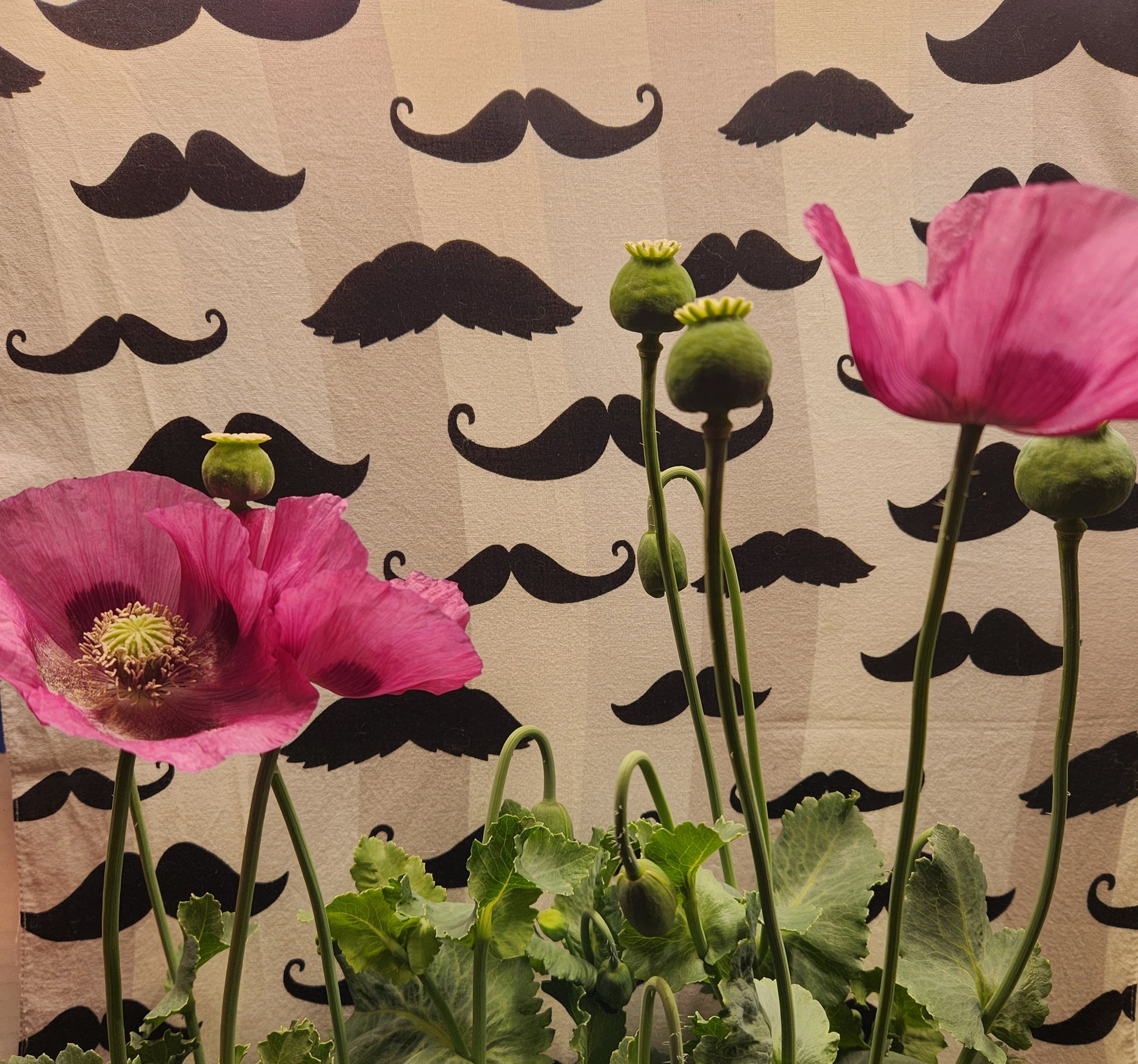 Sokol Poppy Seeds (Papaver somniferum var. glabrum) 1500 pack