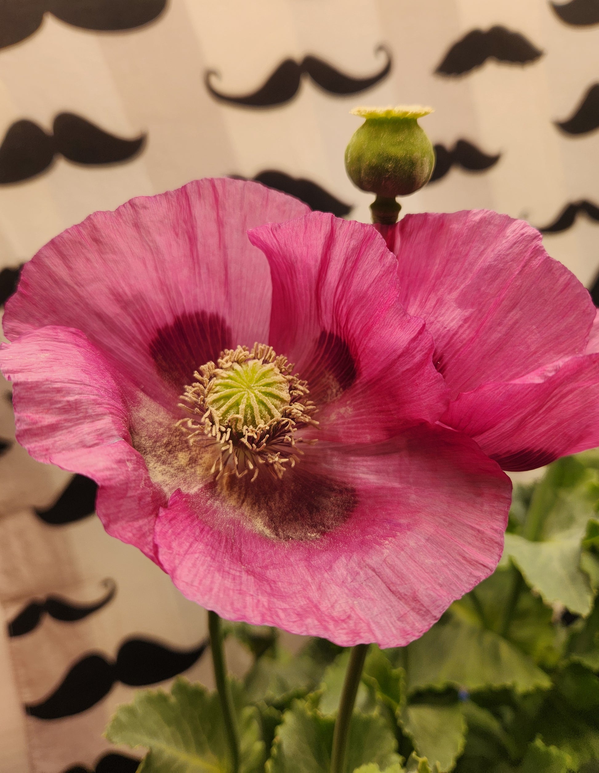 Sokol Poppy Seeds (Papaver somniferum var. glabrum) 1500 pack