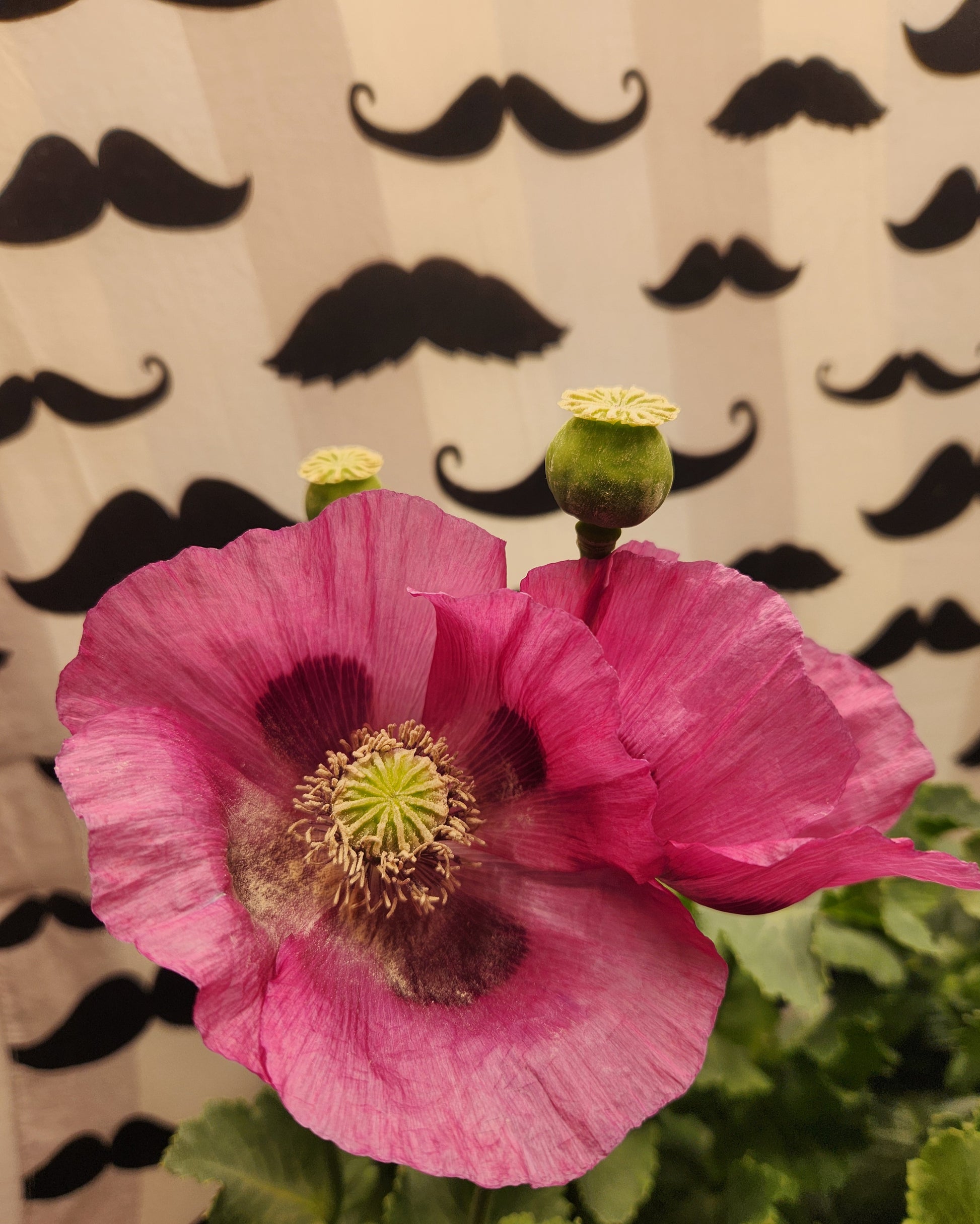 Sokol Poppy Seeds (Papaver somniferum var. glabrum) 1500 pack