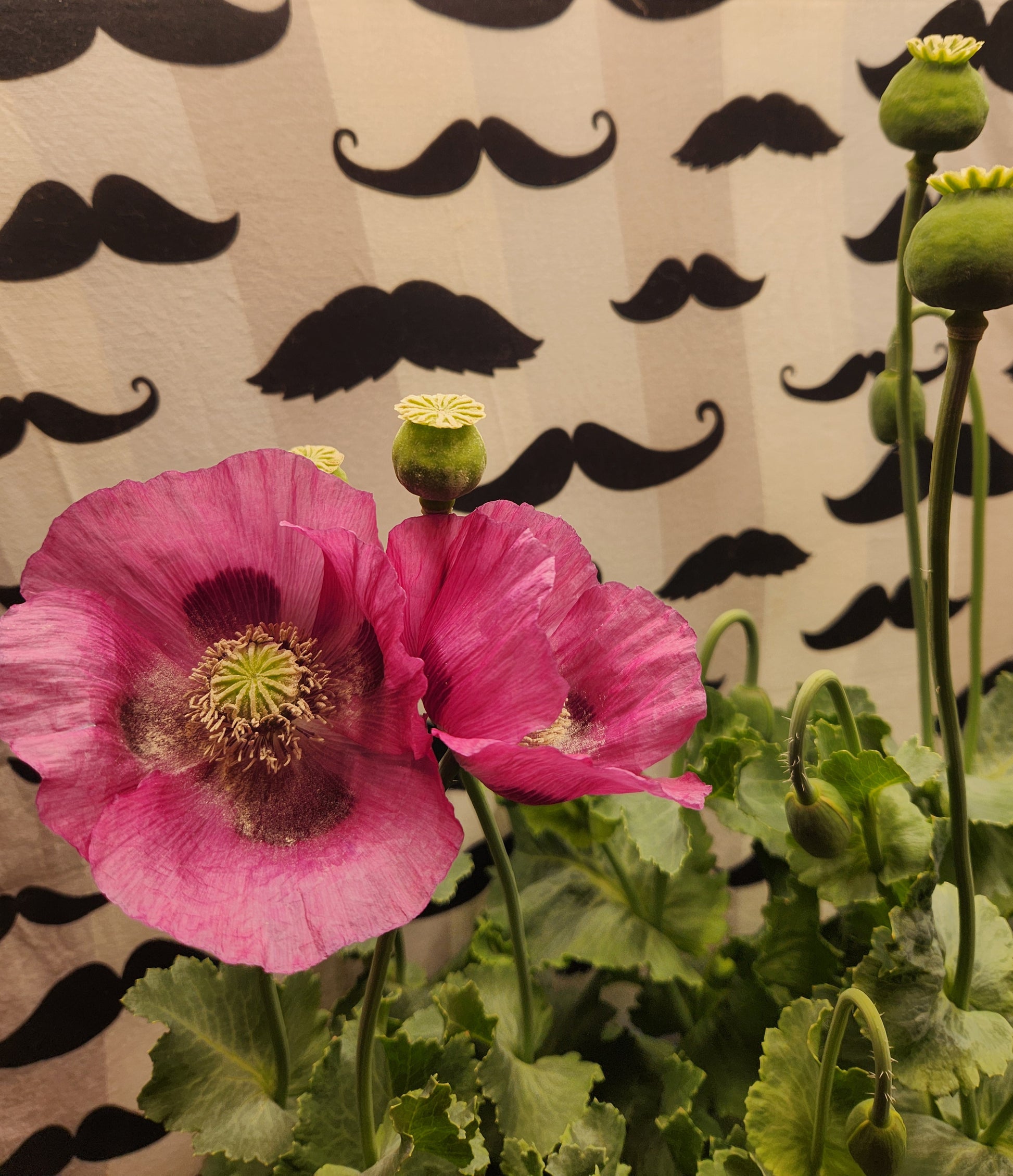 Sokol Poppy Seeds (Papaver somniferum var. glabrum) 1500 pack