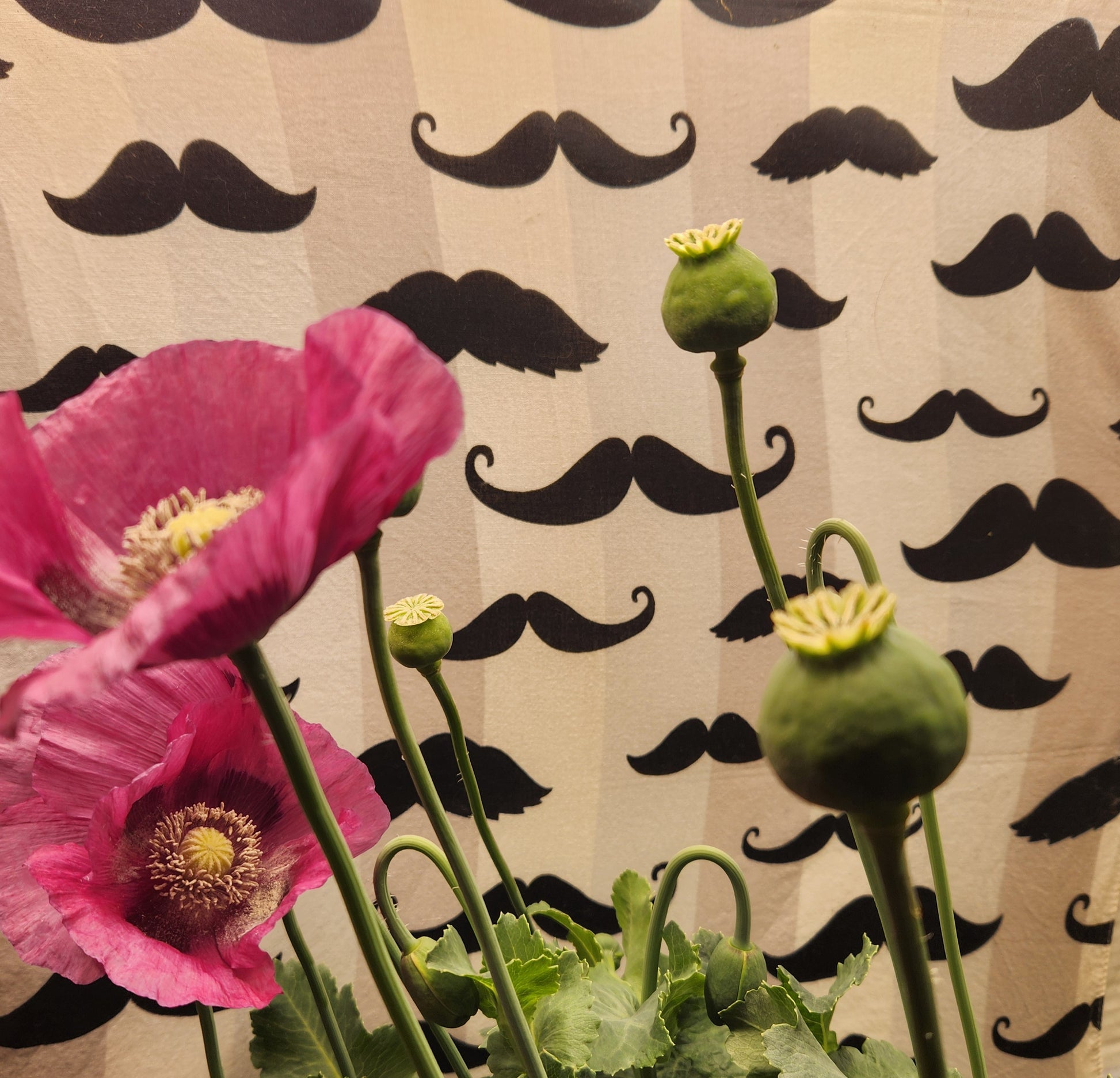 Sokol Poppy Seeds (Papaver somniferum var. glabrum) 1500 pack