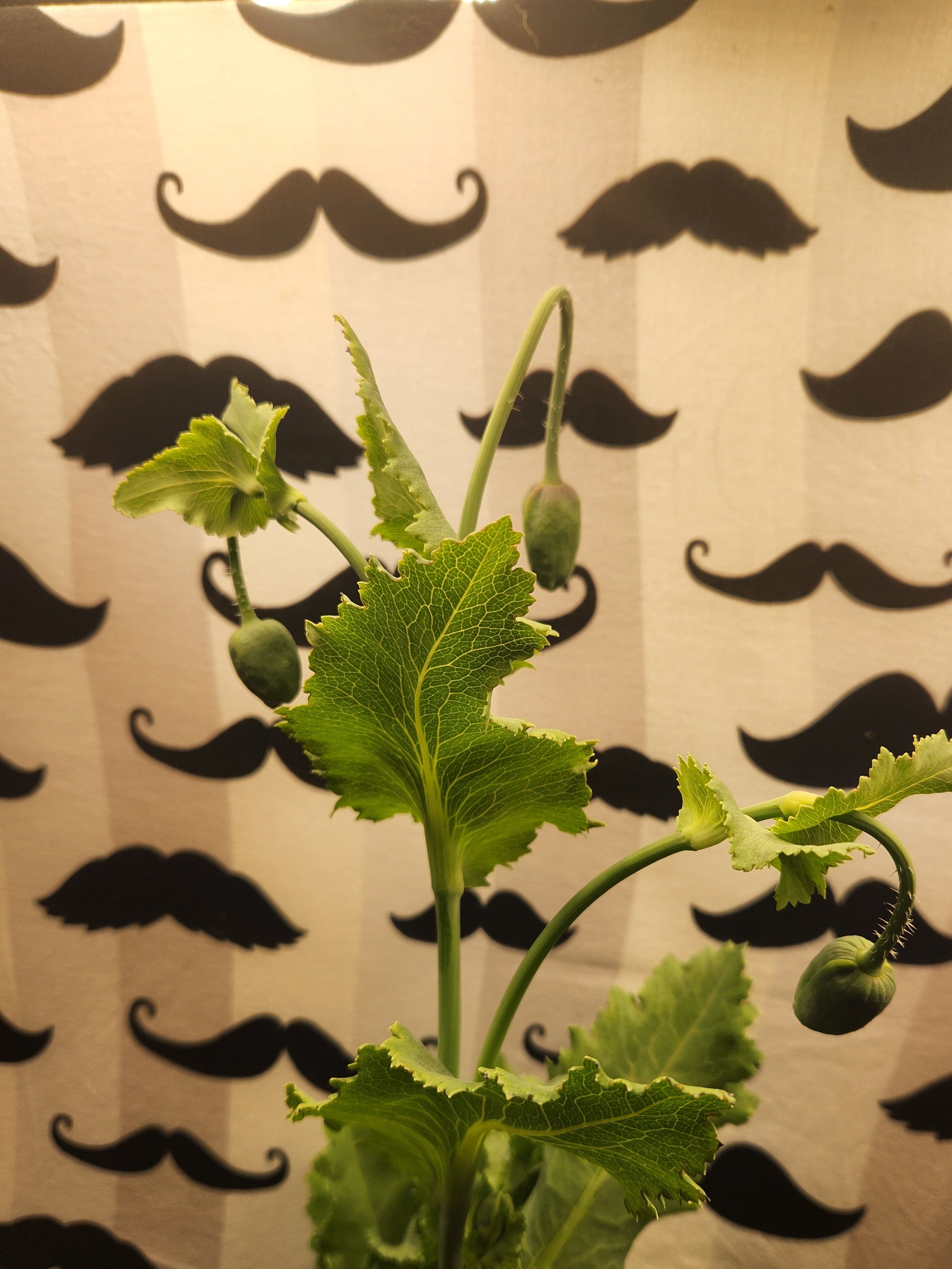 Hungarian Blue Buddha Poppy Seeds (Papaver somniferum) 1500 pack