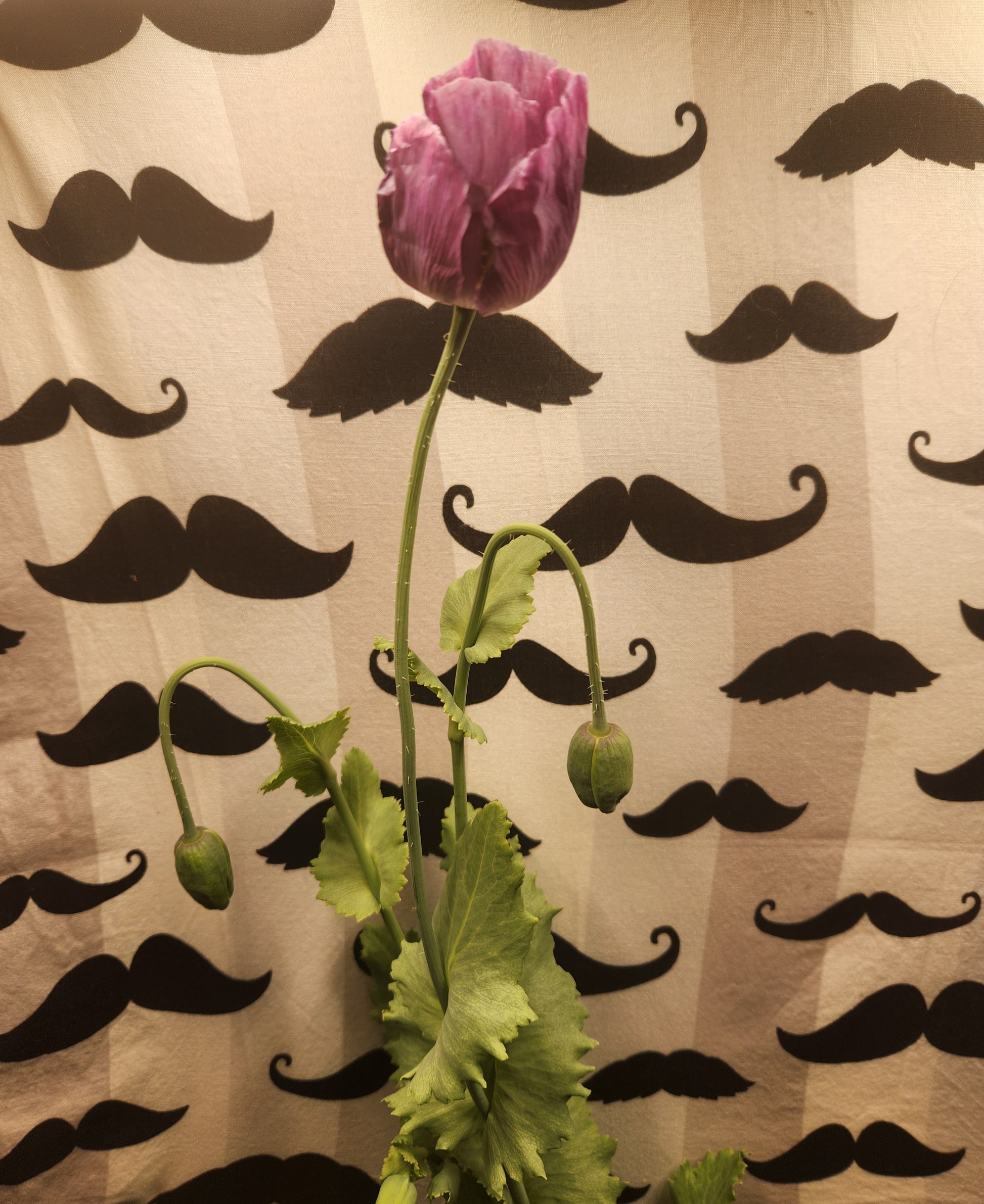 Hungarian Blue Buddha Poppy Seeds (Papaver somniferum) 1500 pack