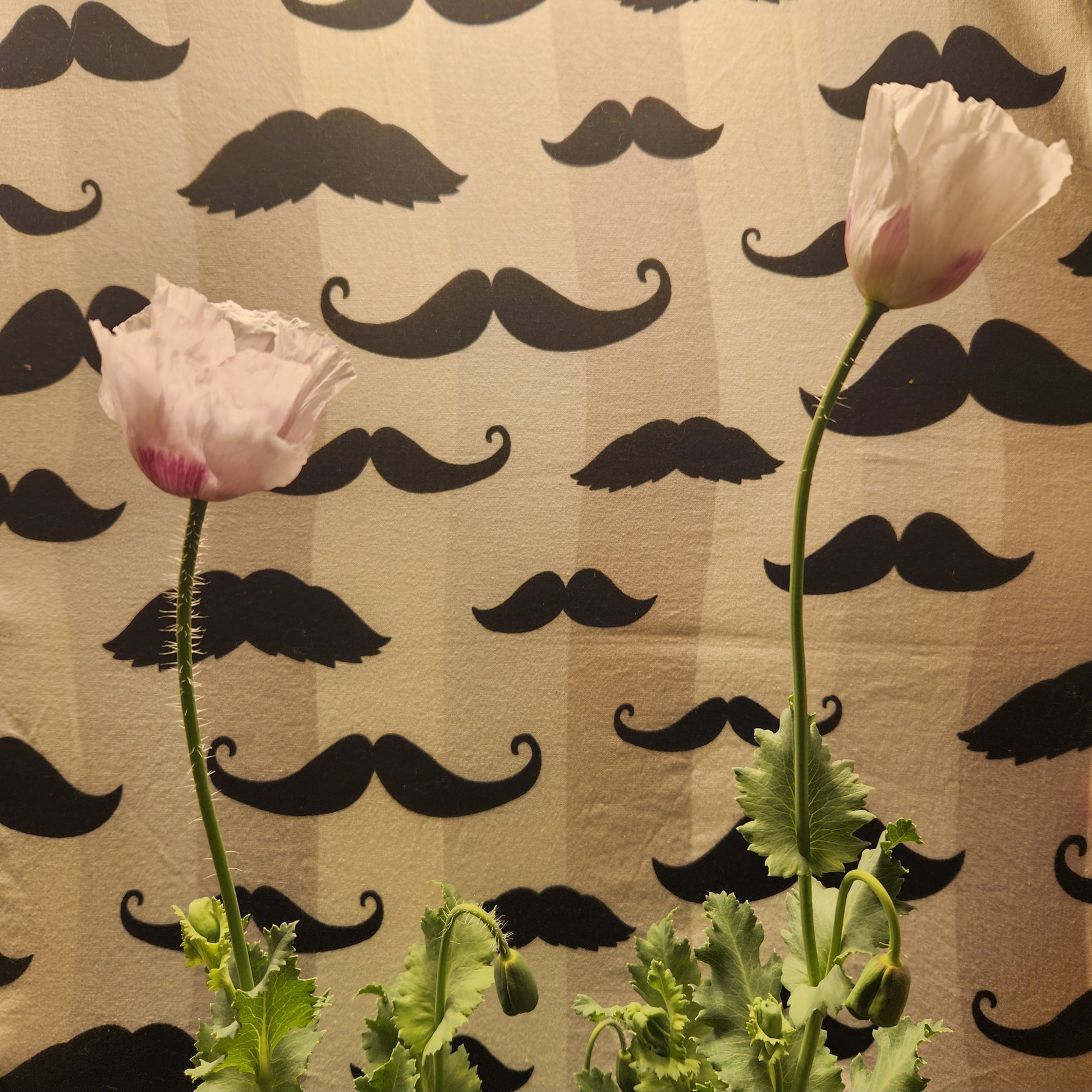 Elka white Poppy Seeds (Papaver Somniferum) 1500 pack