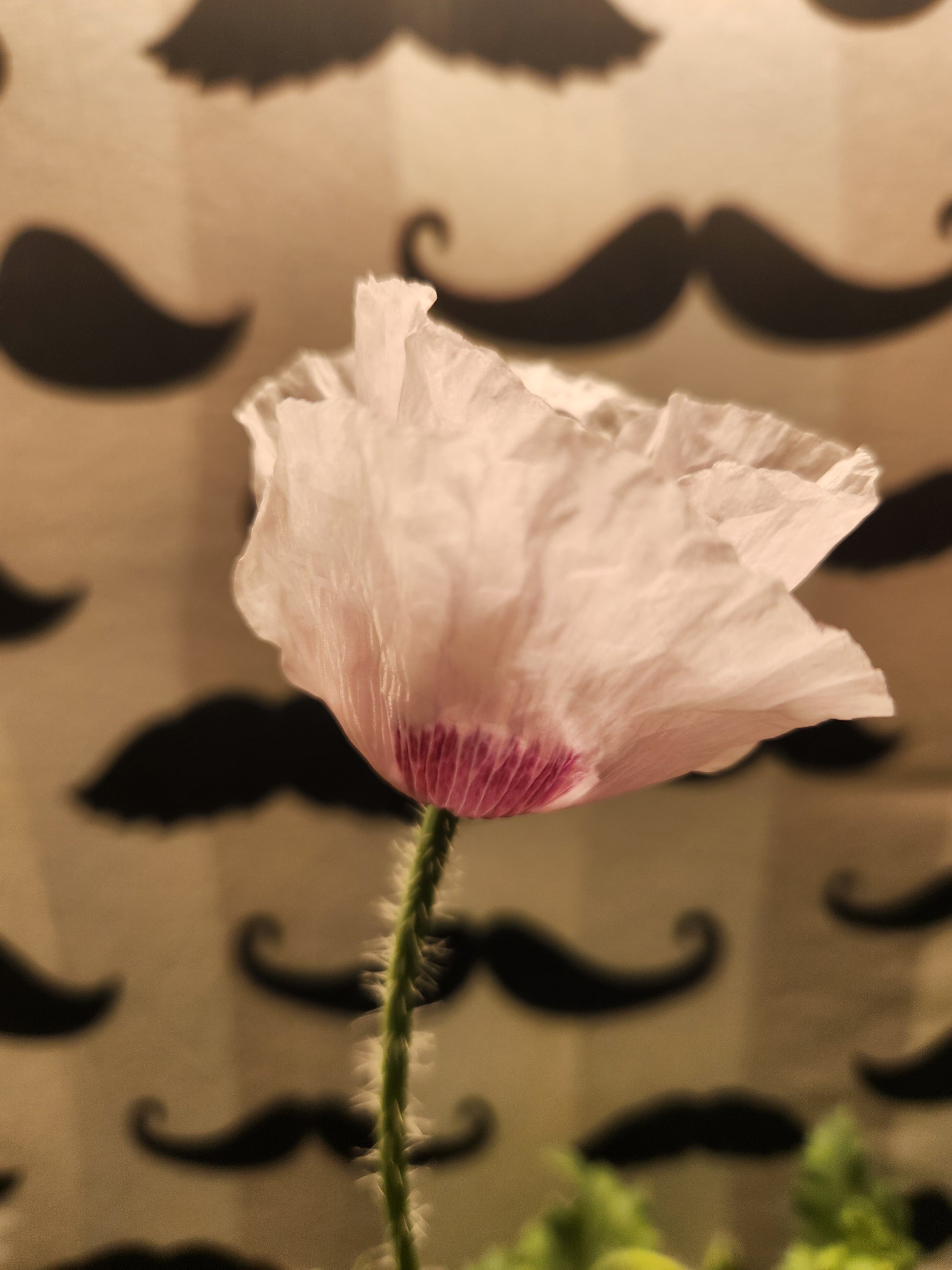 Elka white Poppy Seeds (Papaver Somniferum) 1500 pack