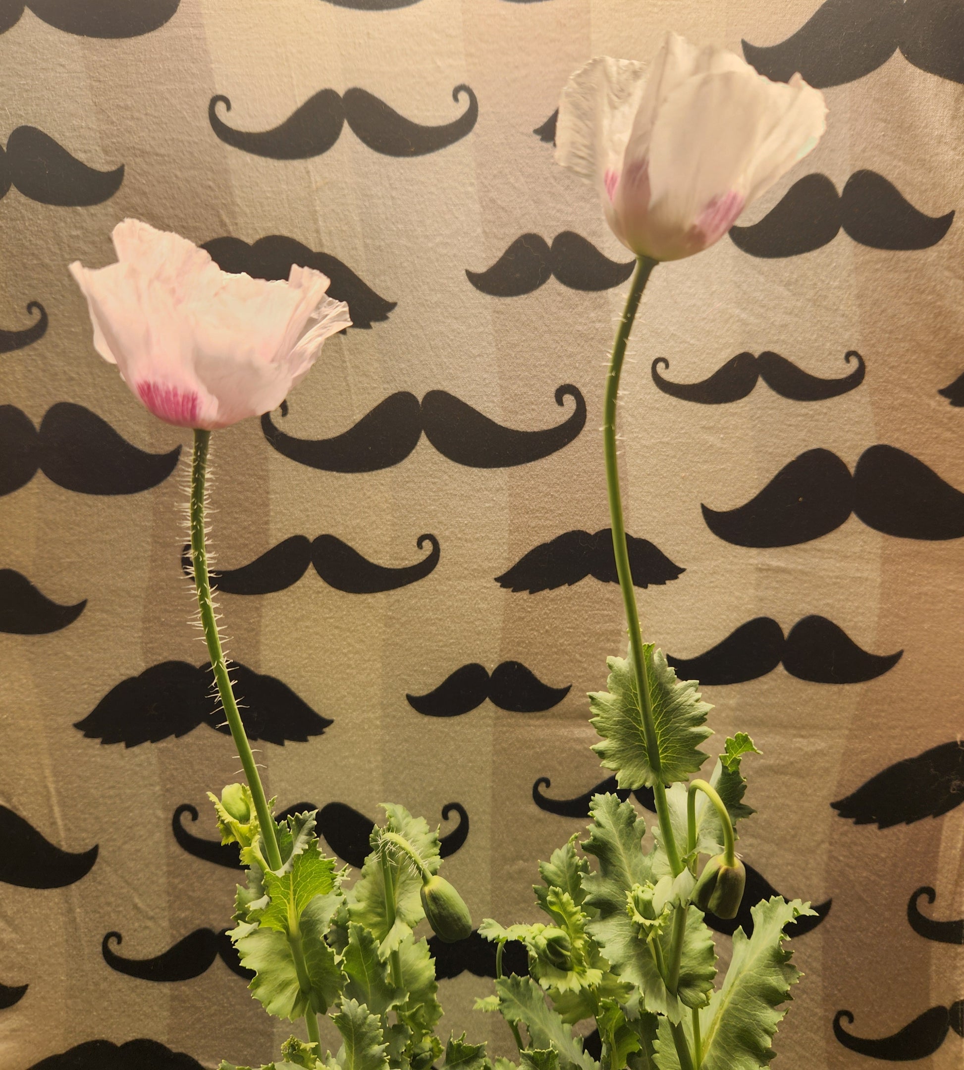 Elka white Poppy Seeds (Papaver Somniferum) 1500 pack