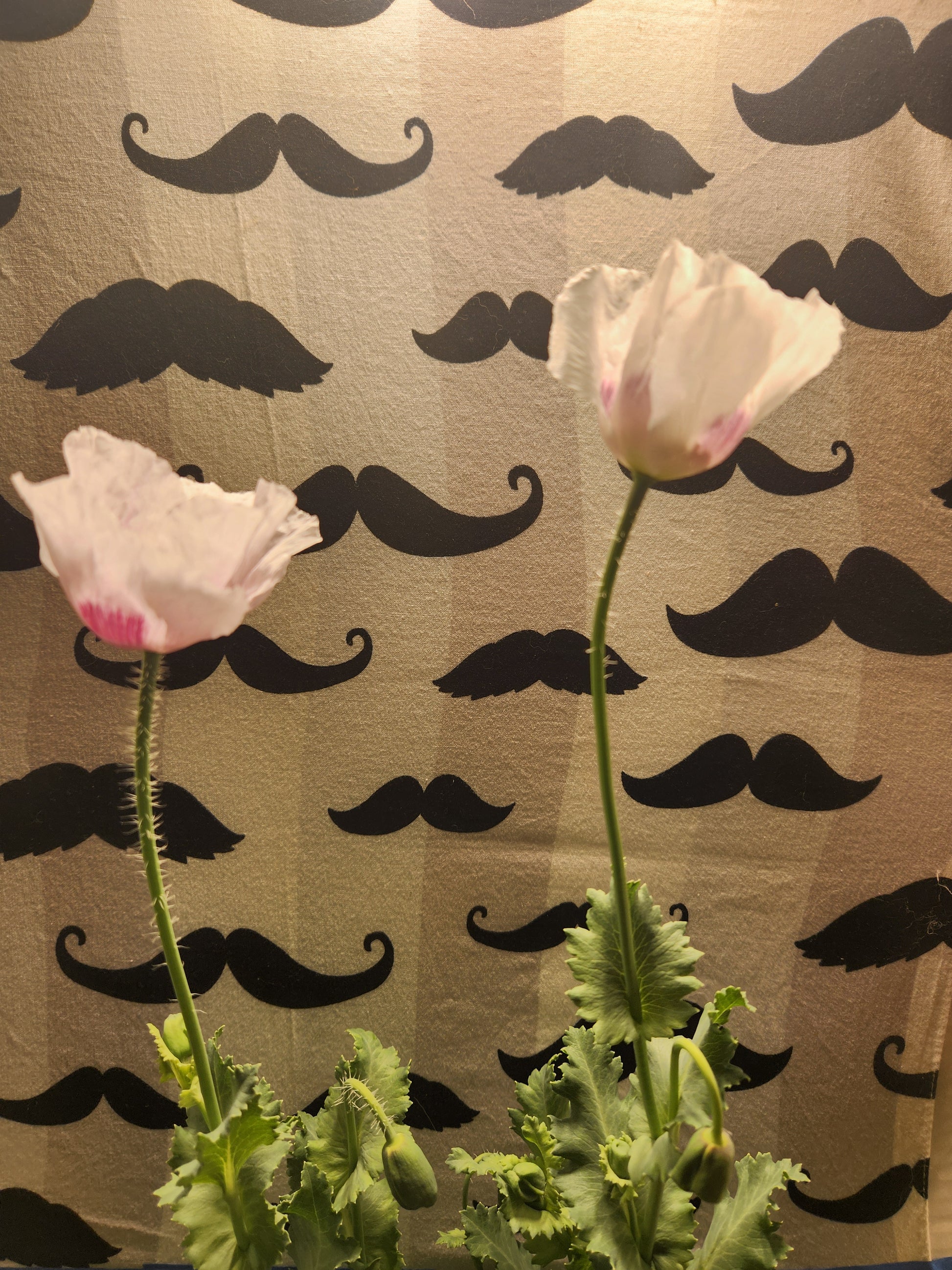 Elka white Poppy Seeds (Papaver Somniferum) 1500 pack