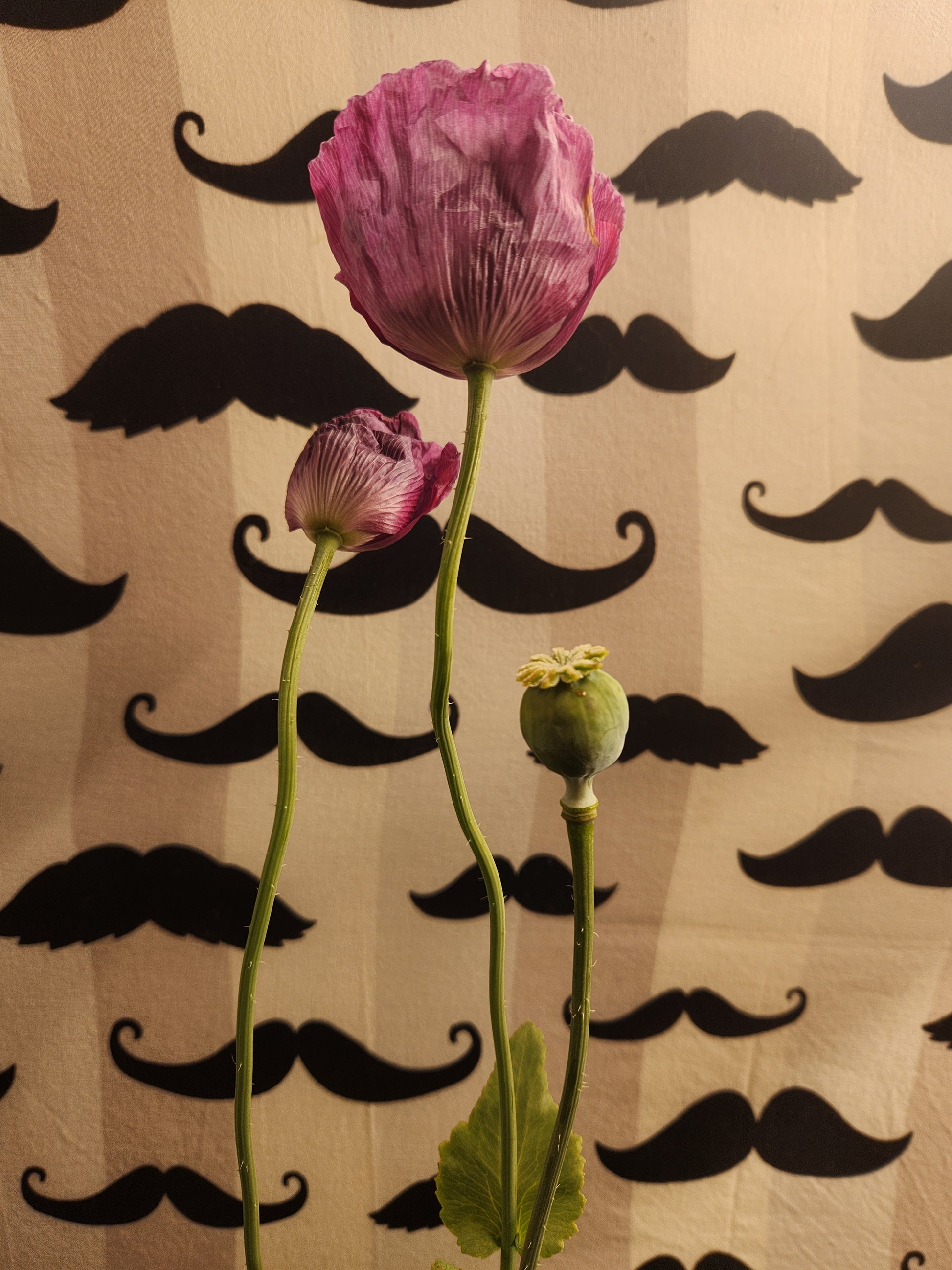 Hungarian Blue Buddha Poppy Seeds (Papaver somniferum) 1500 pack