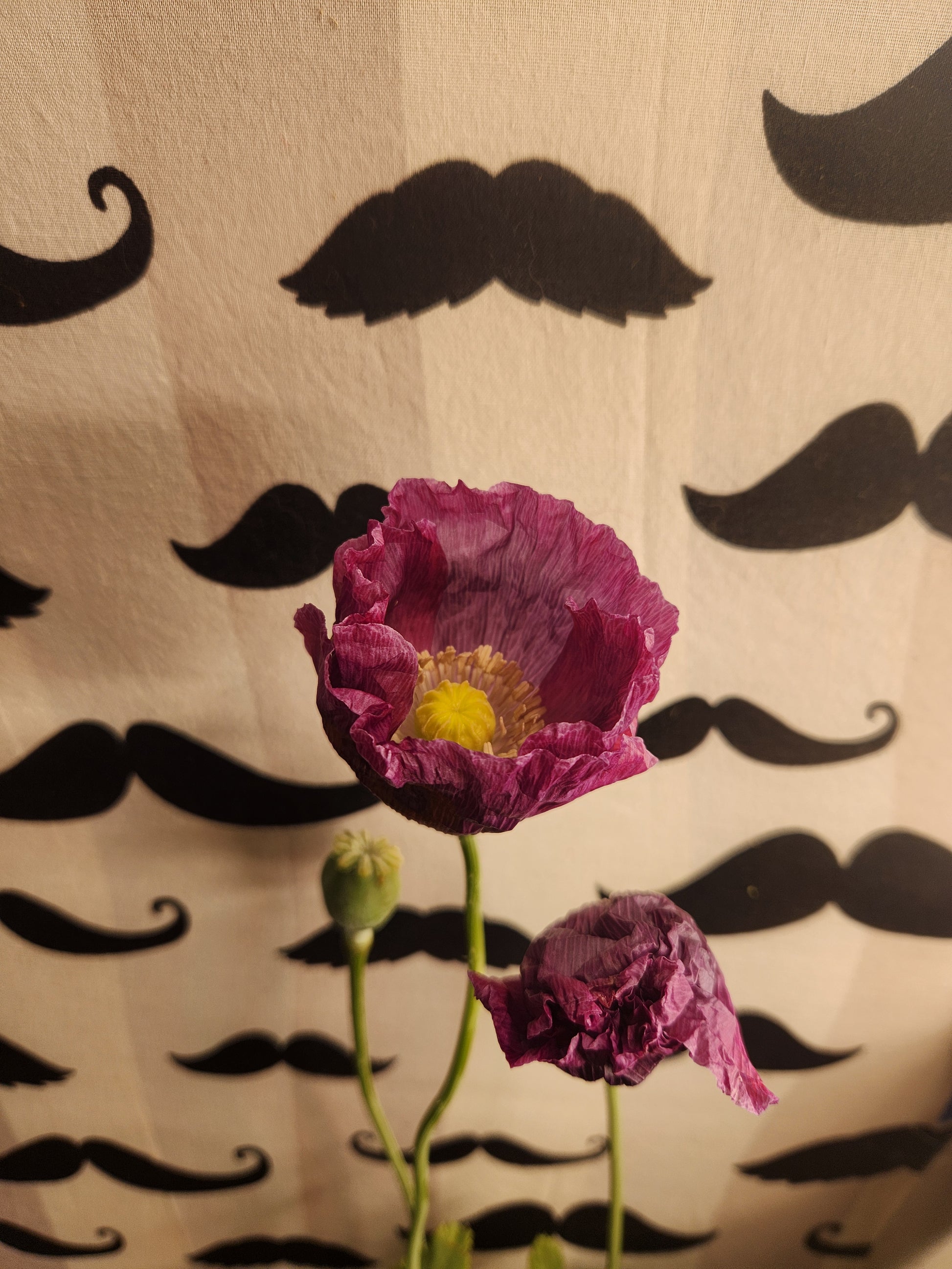 Hungarian Blue Buddha Poppy Seeds (Papaver somniferum) 1500 pack