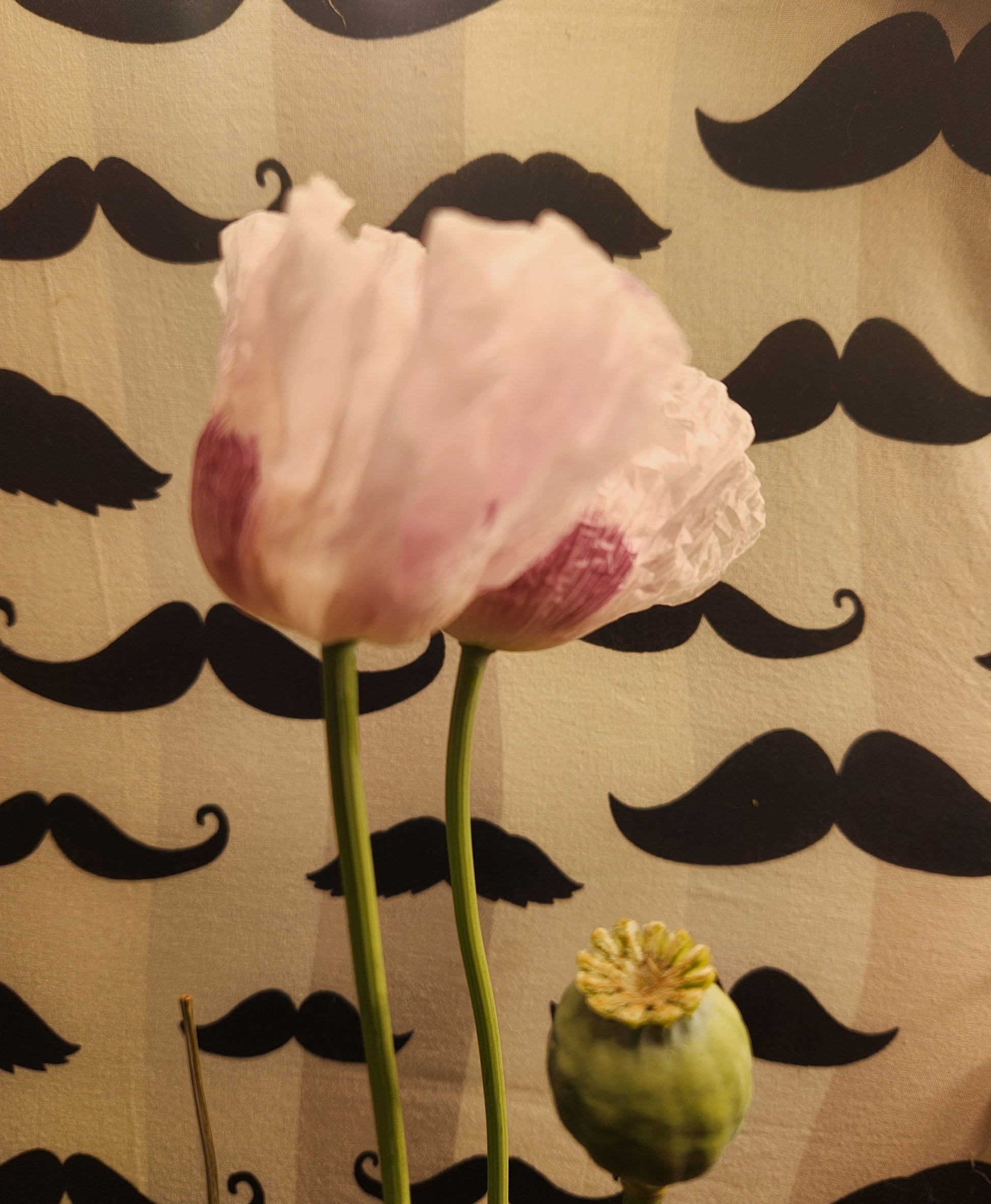 Elka white Poppy Seeds (Papaver Somniferum) 1500 pack