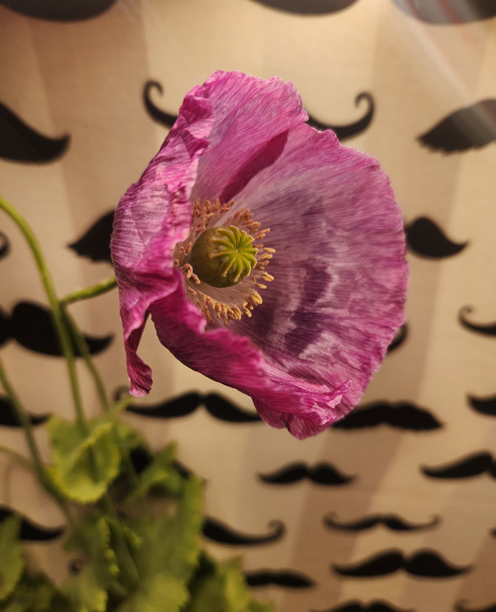 Hungarian Blue Buddha Poppy Seeds (Papaver somniferum) 1500 pack