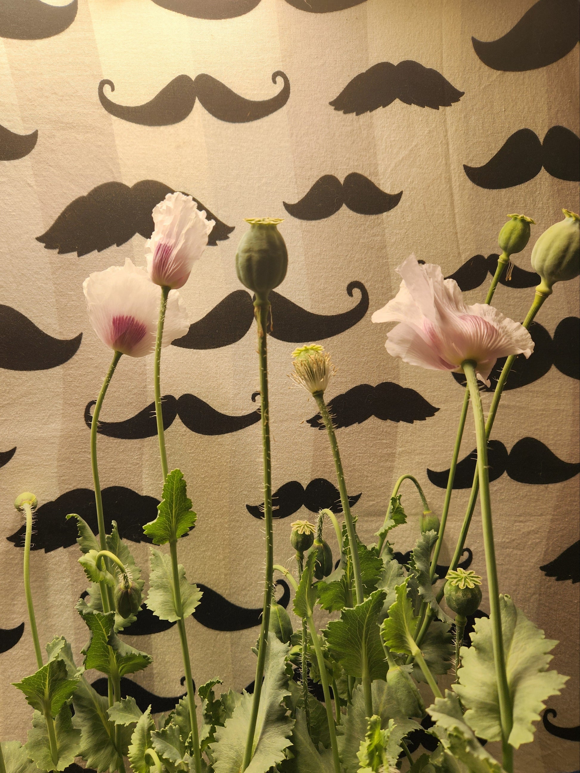 Elka white Poppy Seeds (Papaver Somniferum) 1500 pack