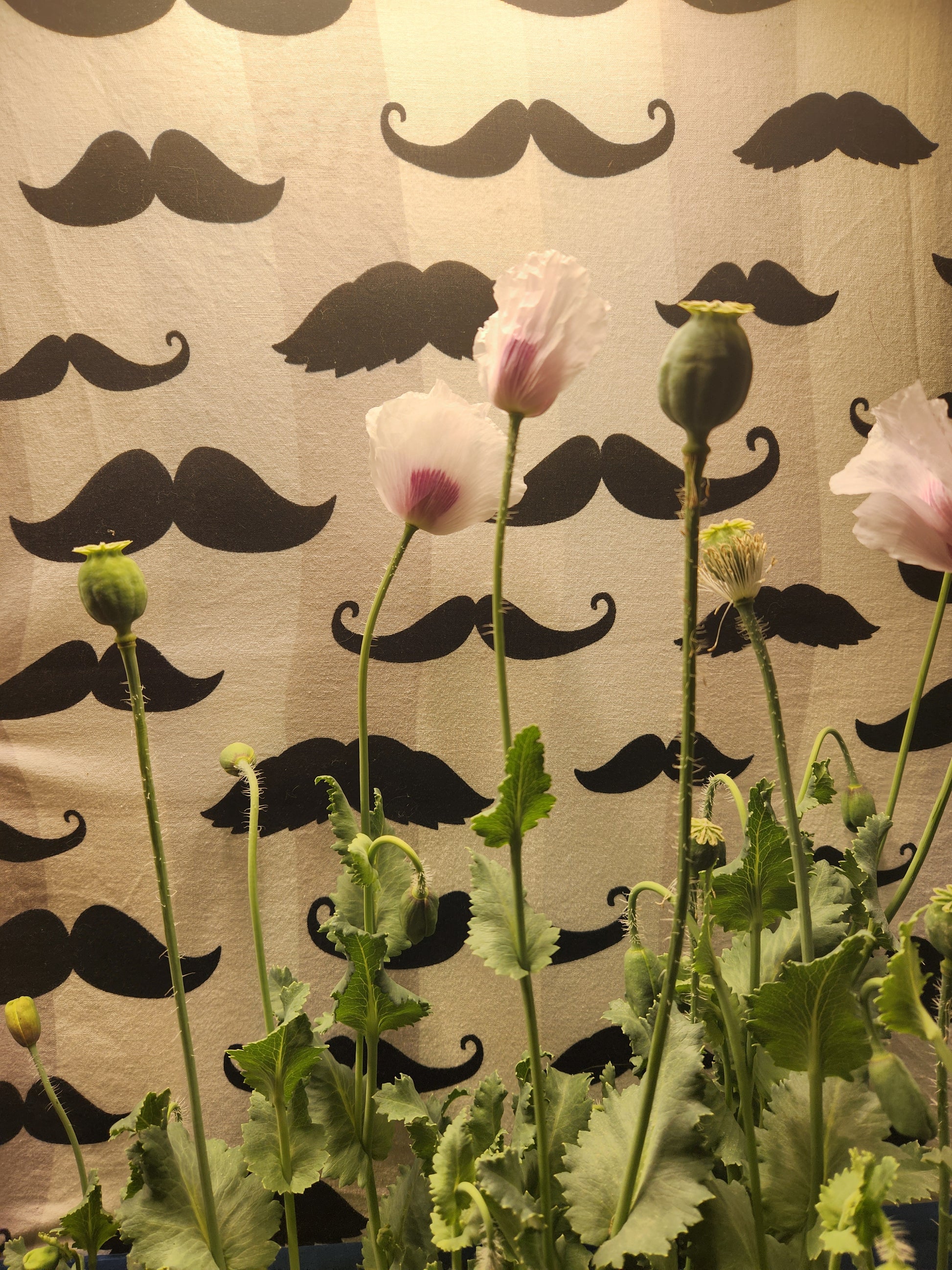 Elka white Poppy Seeds (Papaver Somniferum) 1500 pack