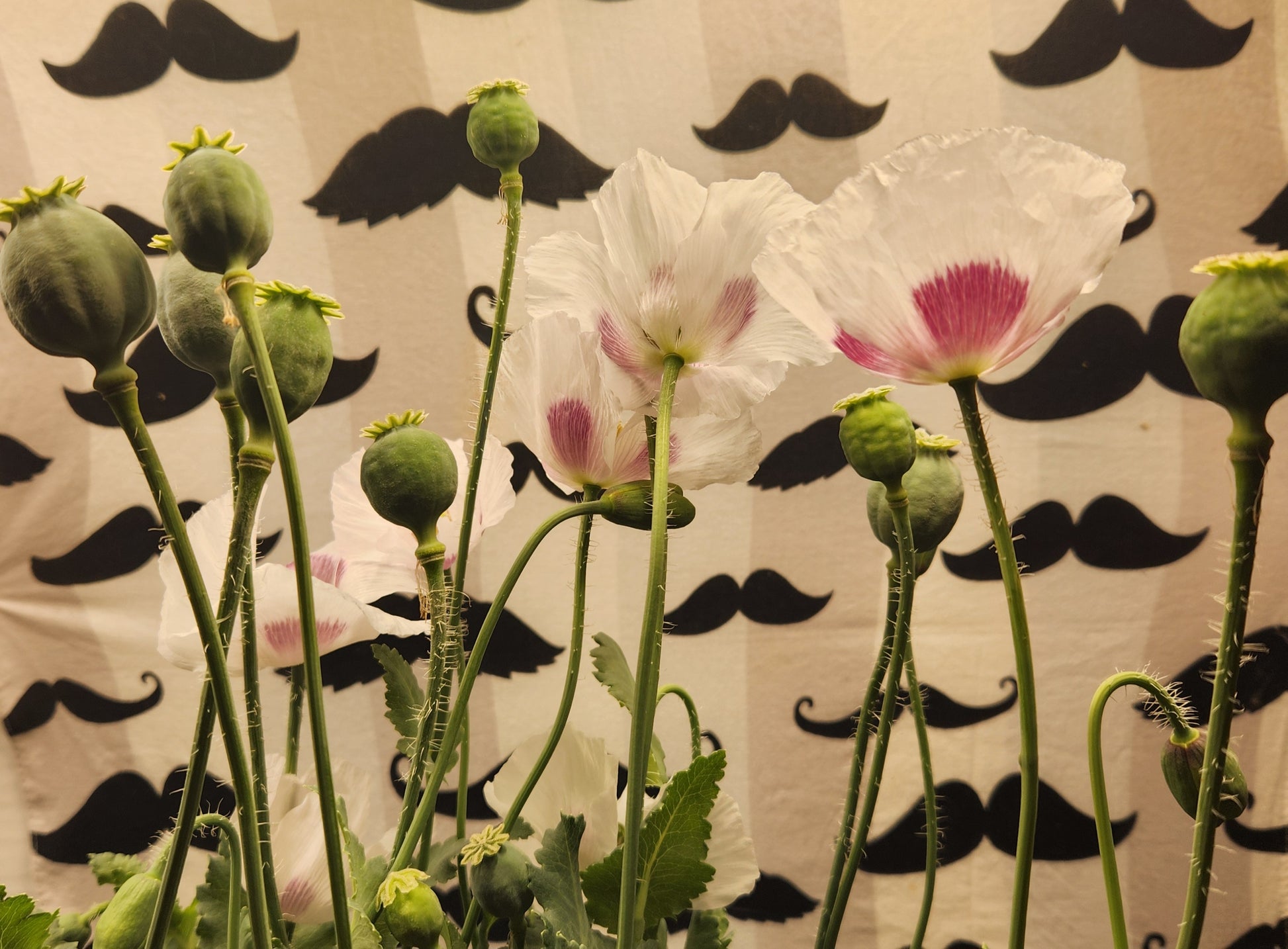 Elka white Poppy Seeds (Papaver Somniferum) 1500 pack