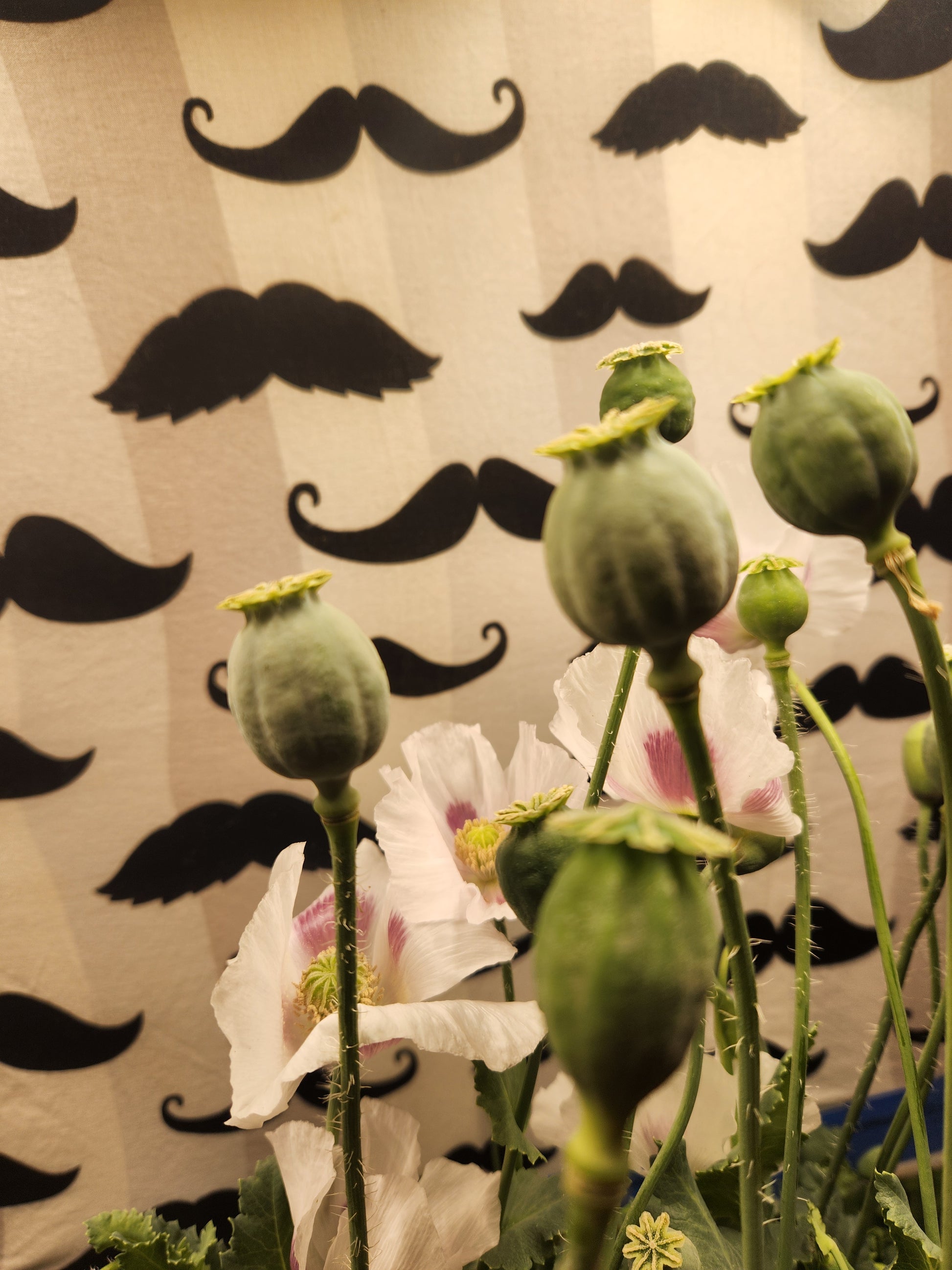 Elka white Poppy Seeds (Papaver Somniferum) 1500 pack