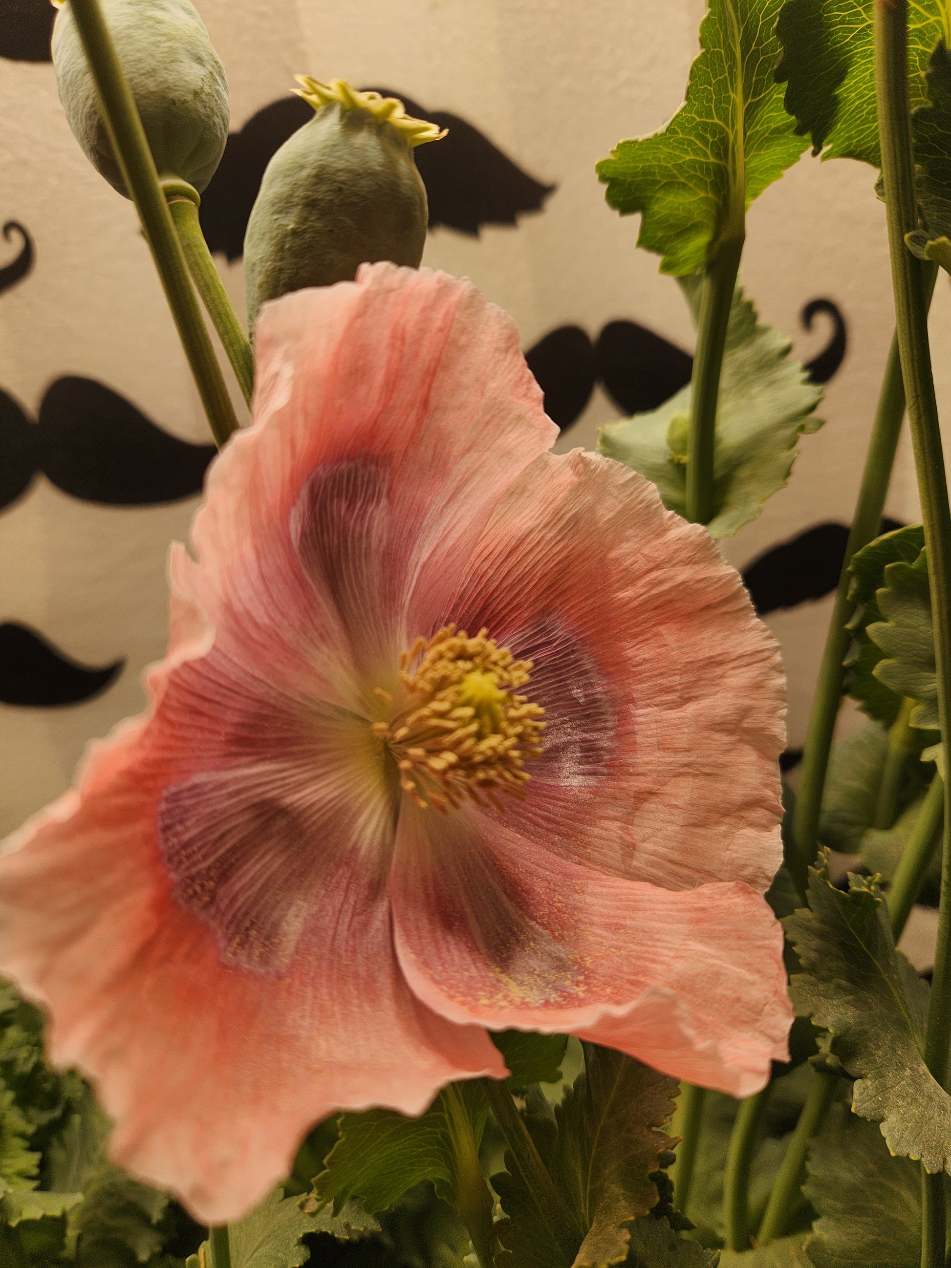 Izmir Turkish Giant Poppy Seeds (Papaver somniferum)1500 pack