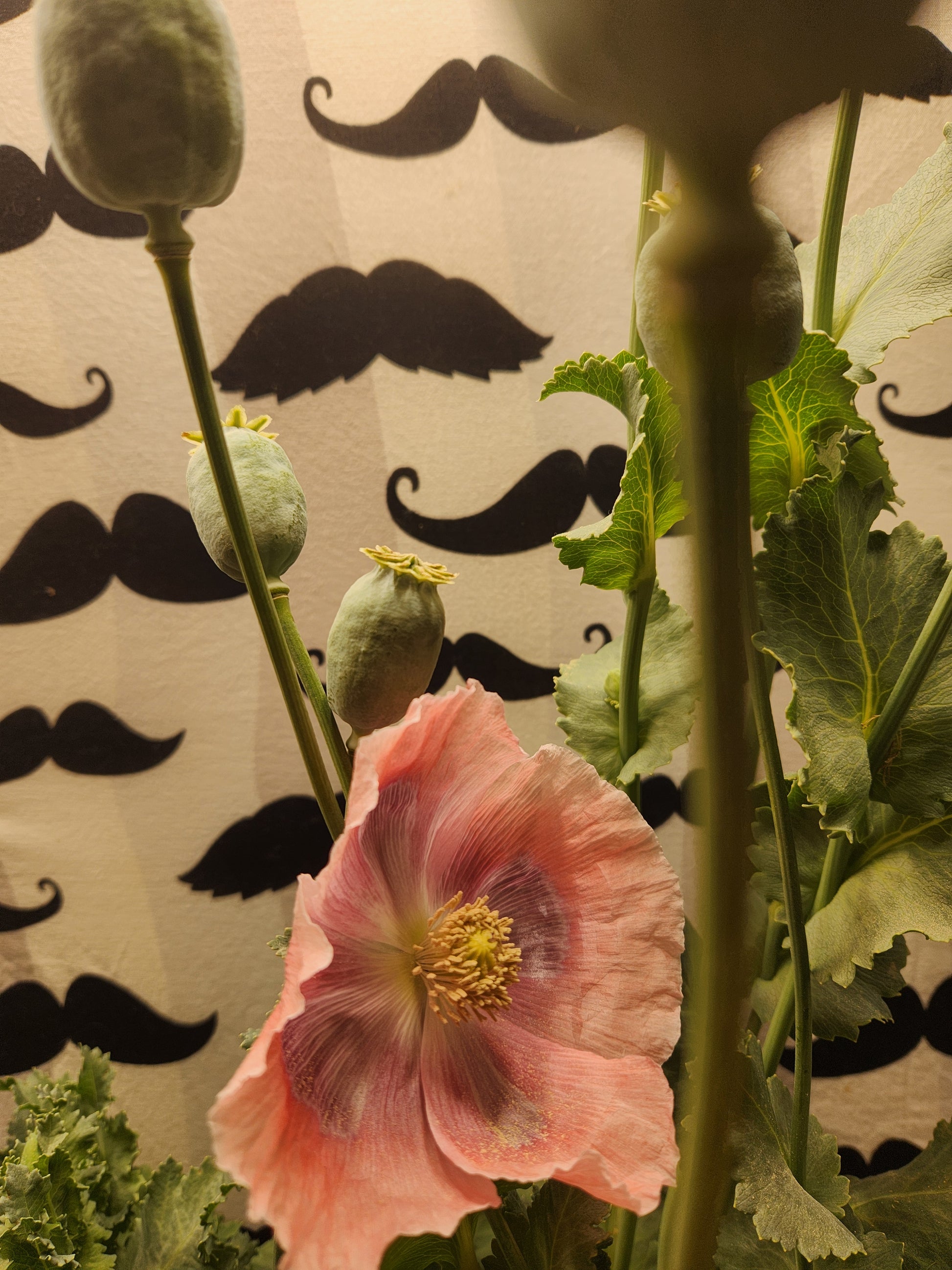 Izmir Turkish Giant Poppy Seeds (Papaver somniferum)1500 pack