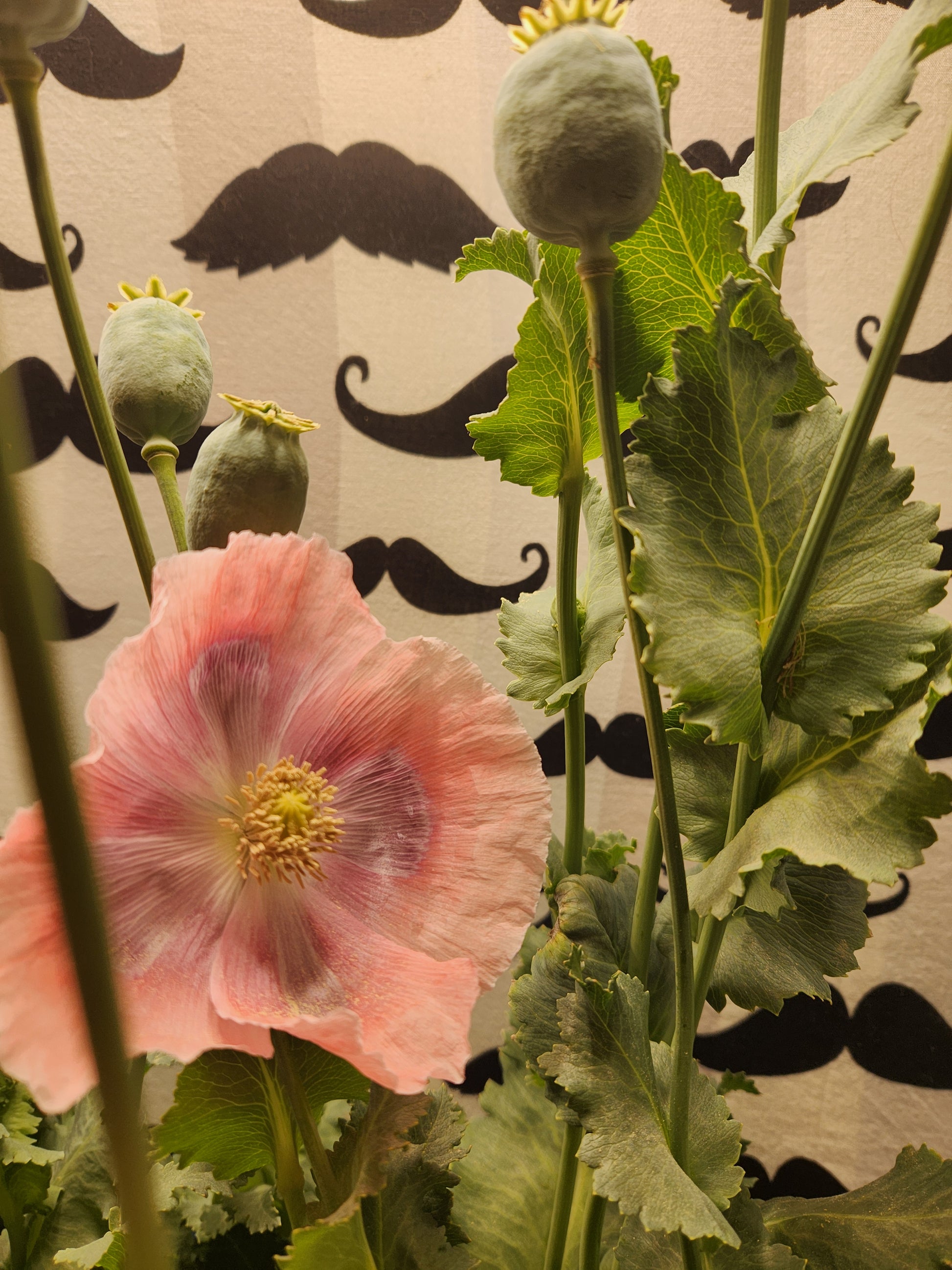 Izmir Turkish Giant Poppy Seeds (Papaver somniferum)1500 pack