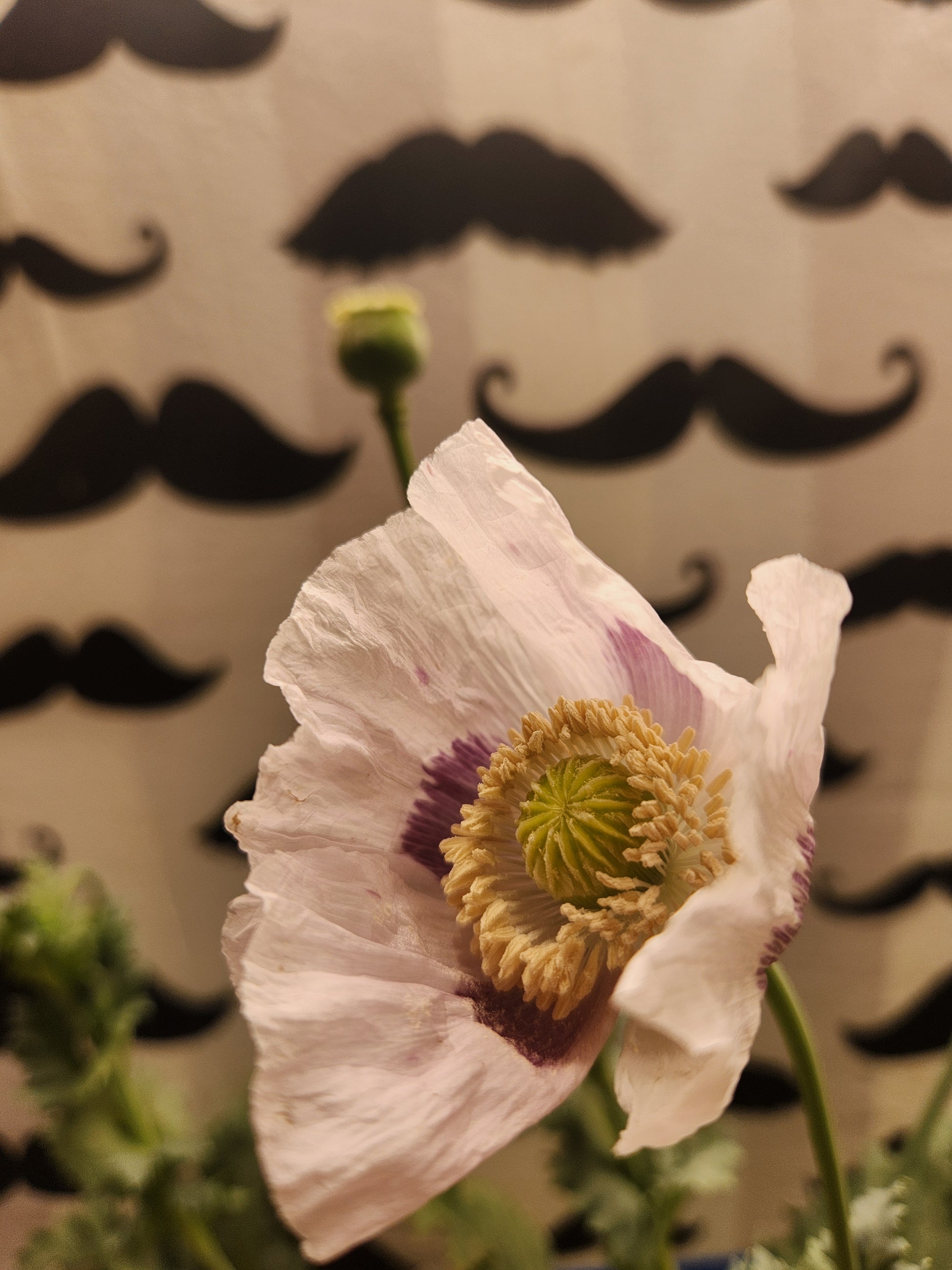 True Izmir Tasmanian Papaver Somniferum poppy seed 1500 pack