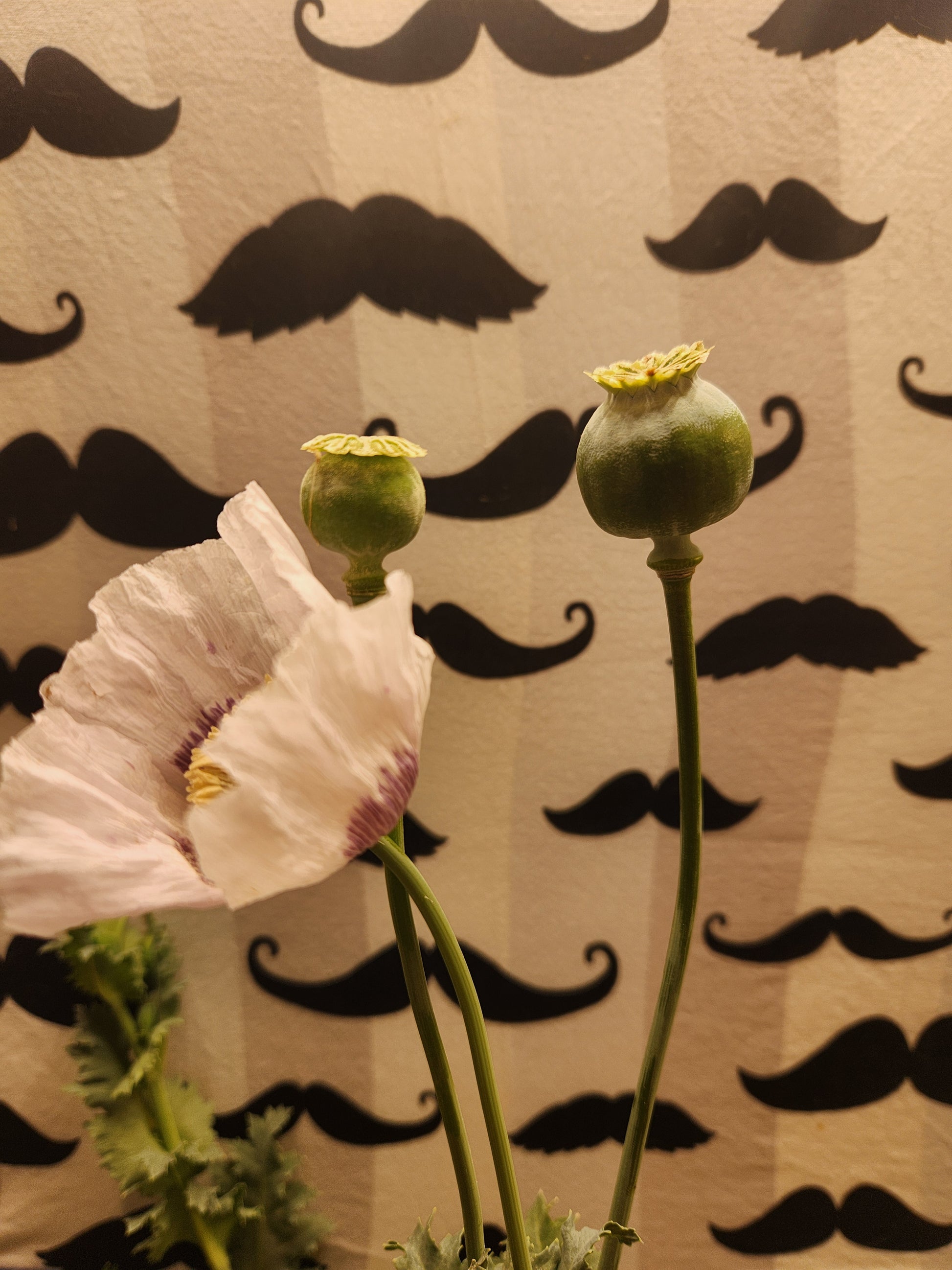 True Izmir Tasmanian Papaver Somniferum poppy seed 1500 pack