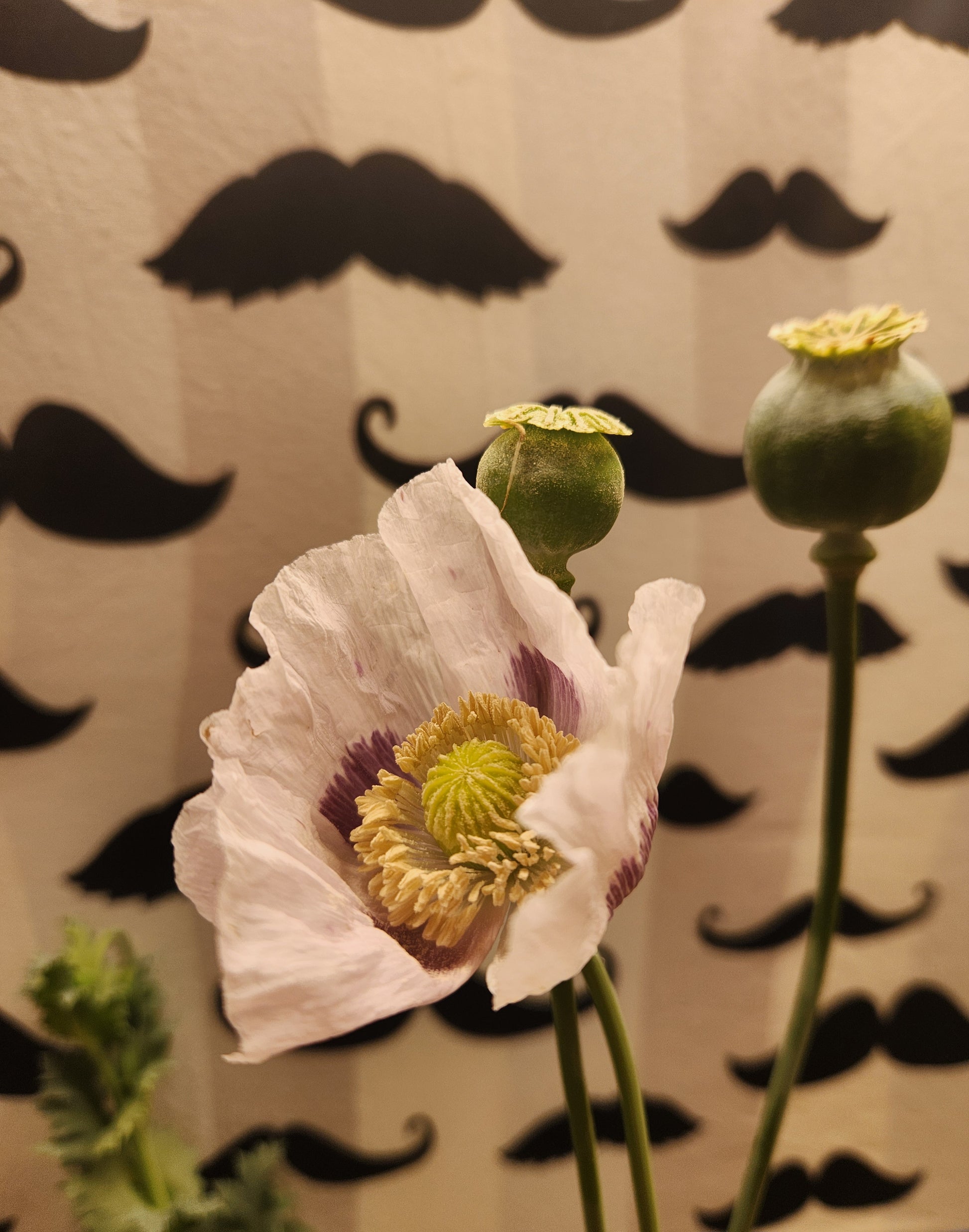 True Izmir Tasmanian Papaver Somniferum poppy seed 1500 pack