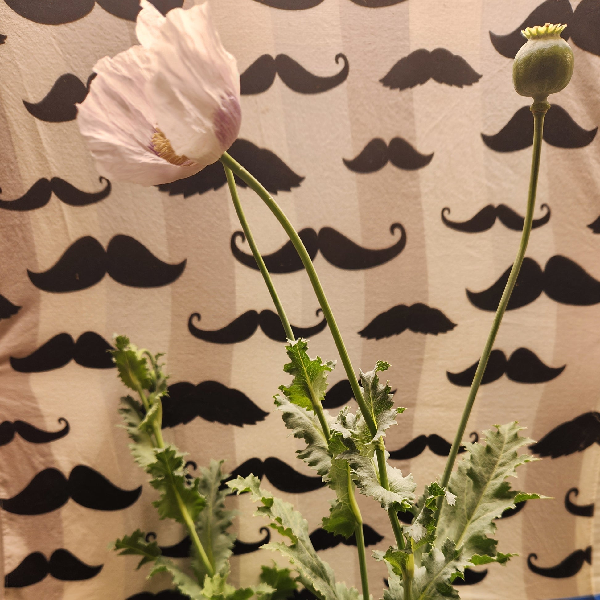 True Izmir Tasmanian Papaver Somniferum poppy seed 1500 pack