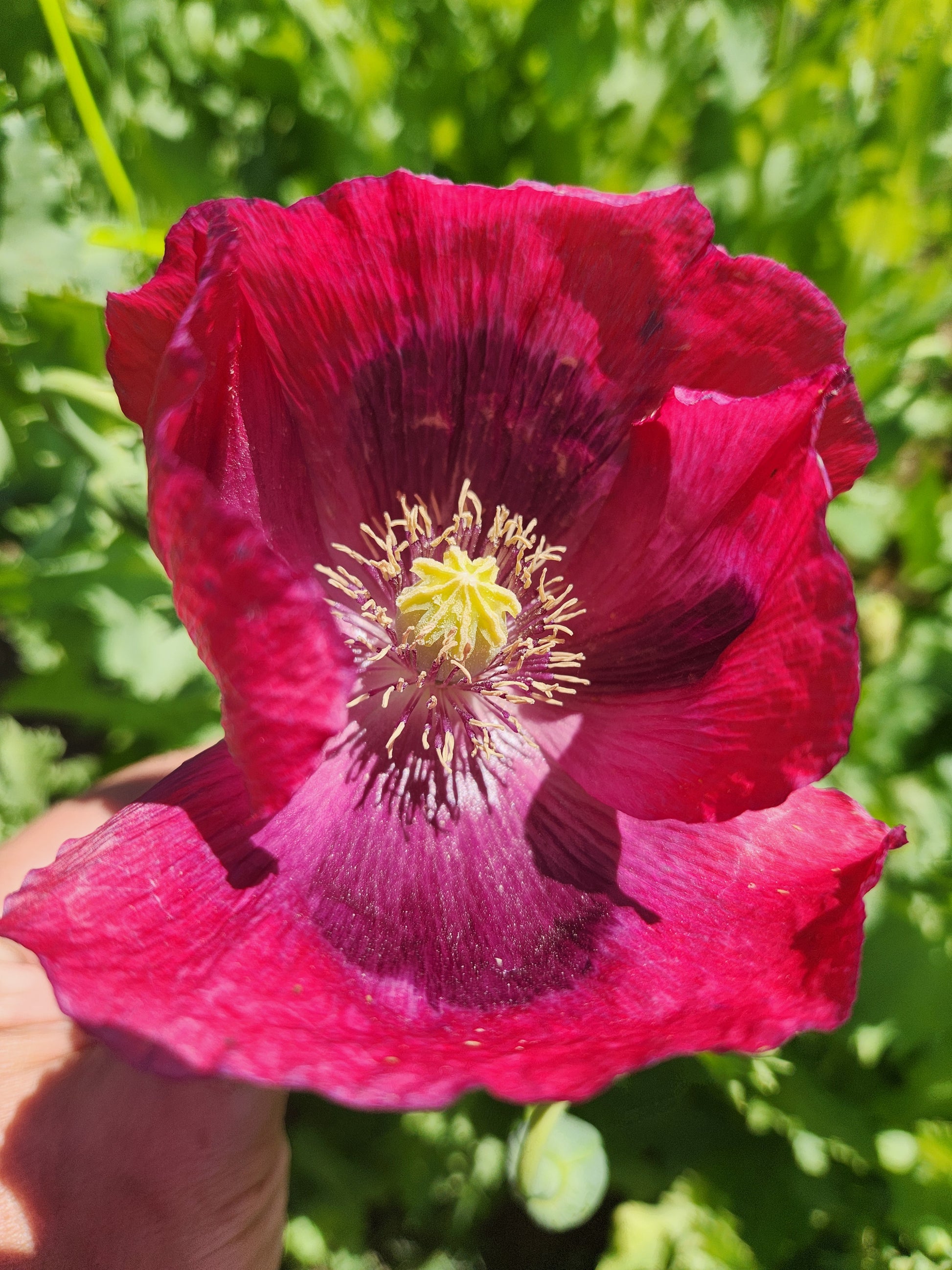 Asian OB/Izmir Pink Special Afghan Hybrid Poppy Seeds (Papaver somniferum / Var Galania) 1500 Pack