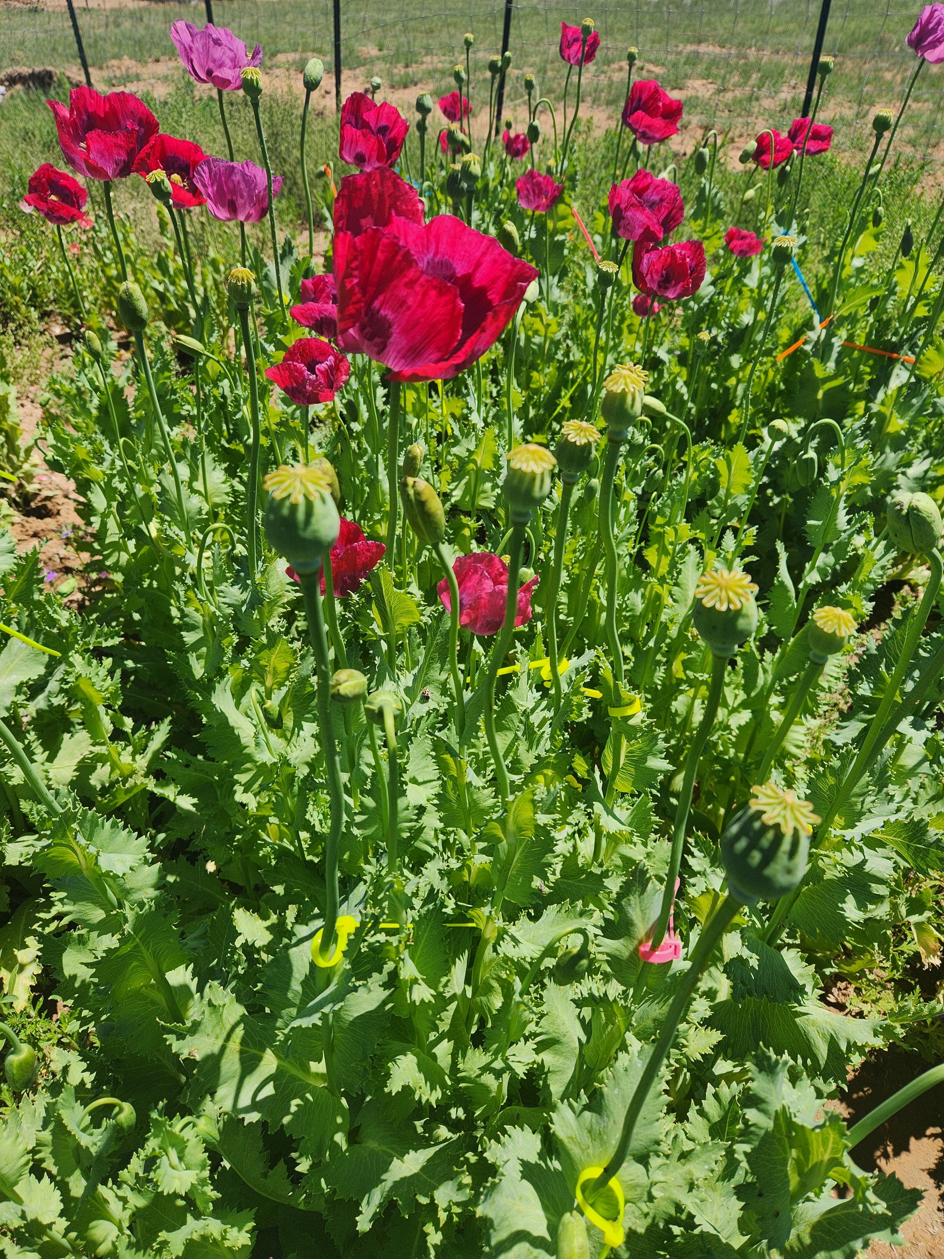 Asian OB/Izmir Pink Special Afghan Hybrid Poppy Seeds (Papaver somniferum / Var Galania) 1500 Pack