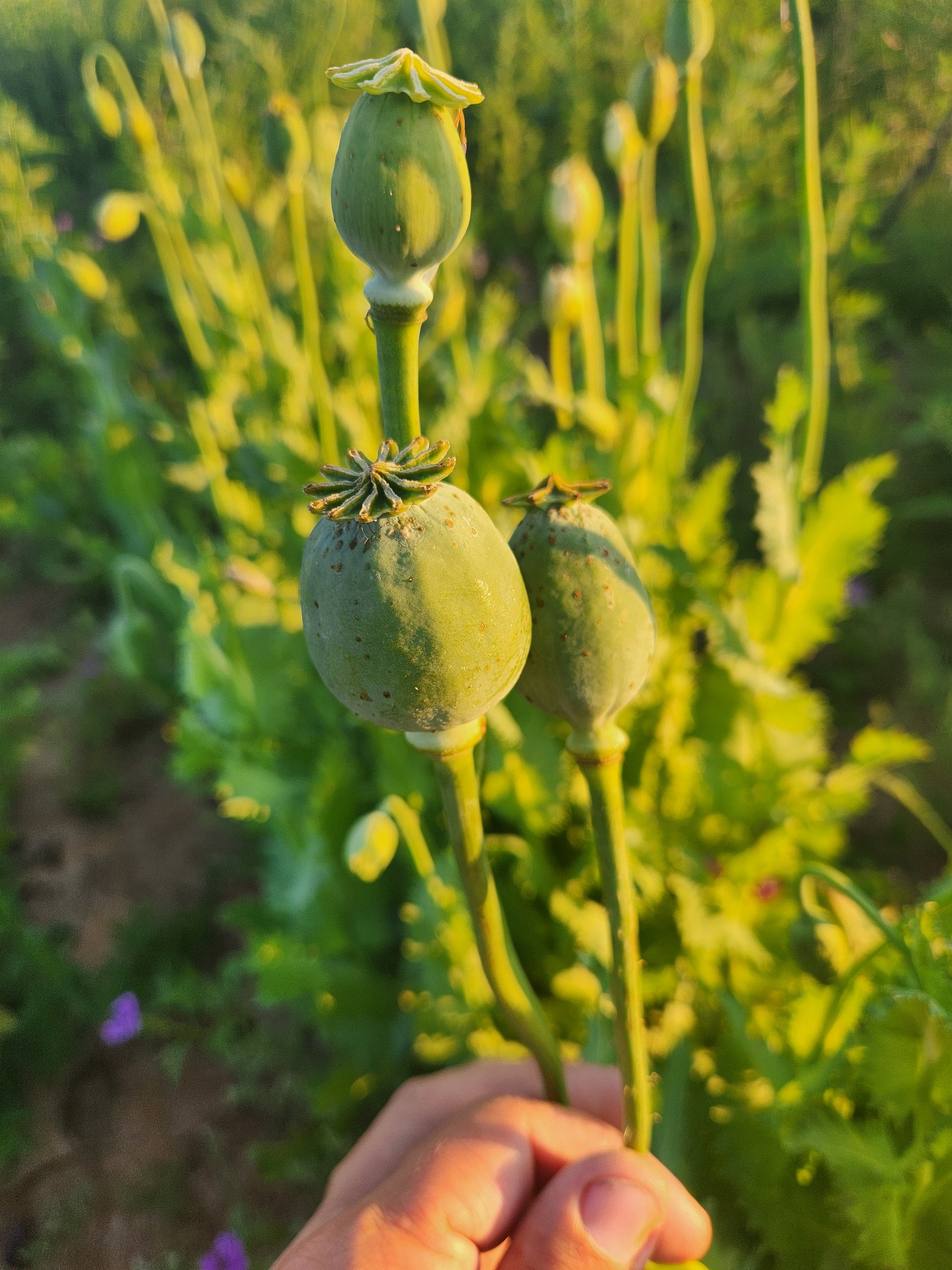 Asian OB/Izmir Pink Special Afghan Hybrid Poppy Seeds (Papaver somniferum / Var Galania) 1500 Pack