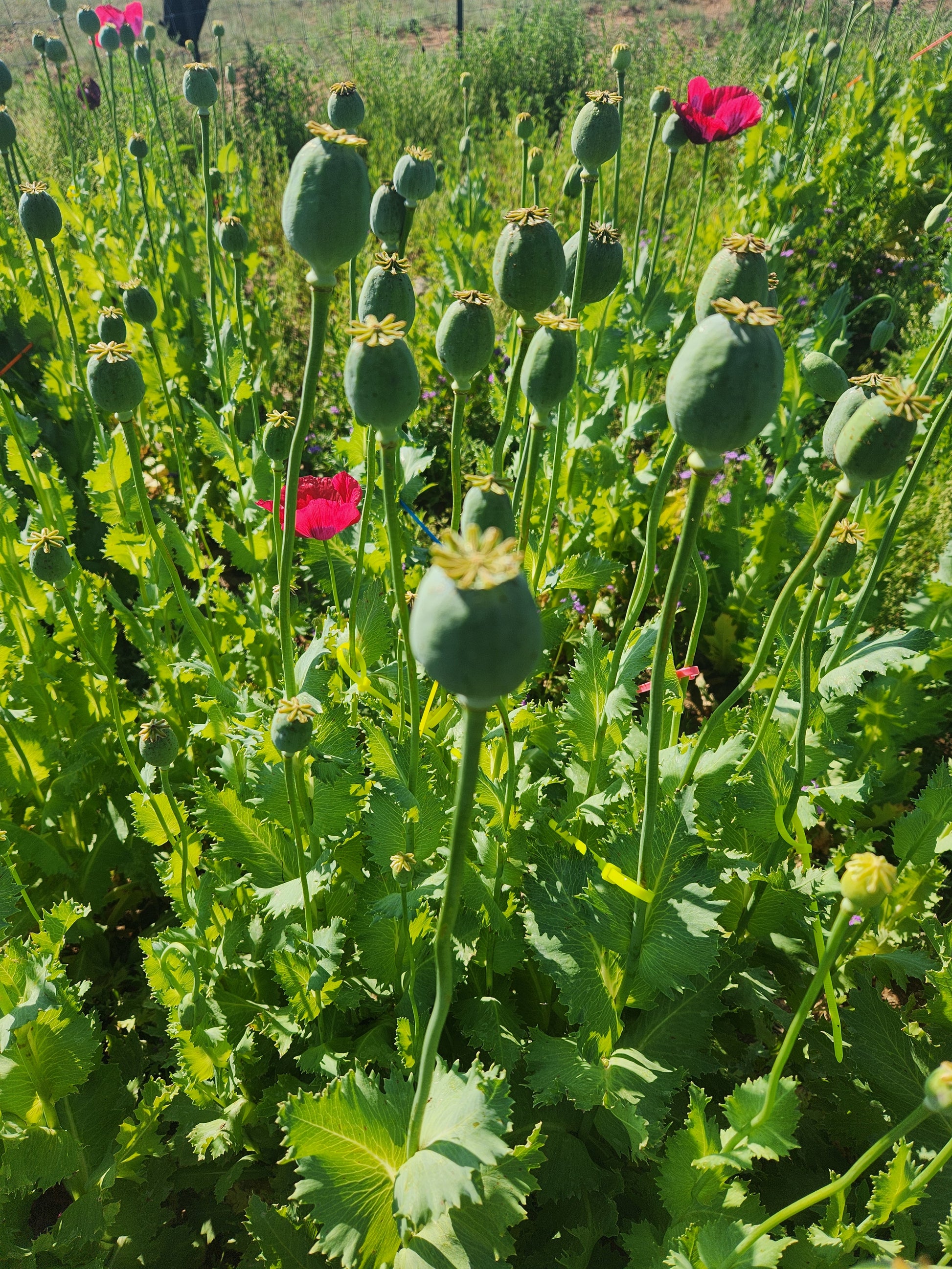 Asian OB/Izmir Pink Special Afghan Hybrid Poppy Seeds (Papaver somniferum / Var Galania) 1500 Pack