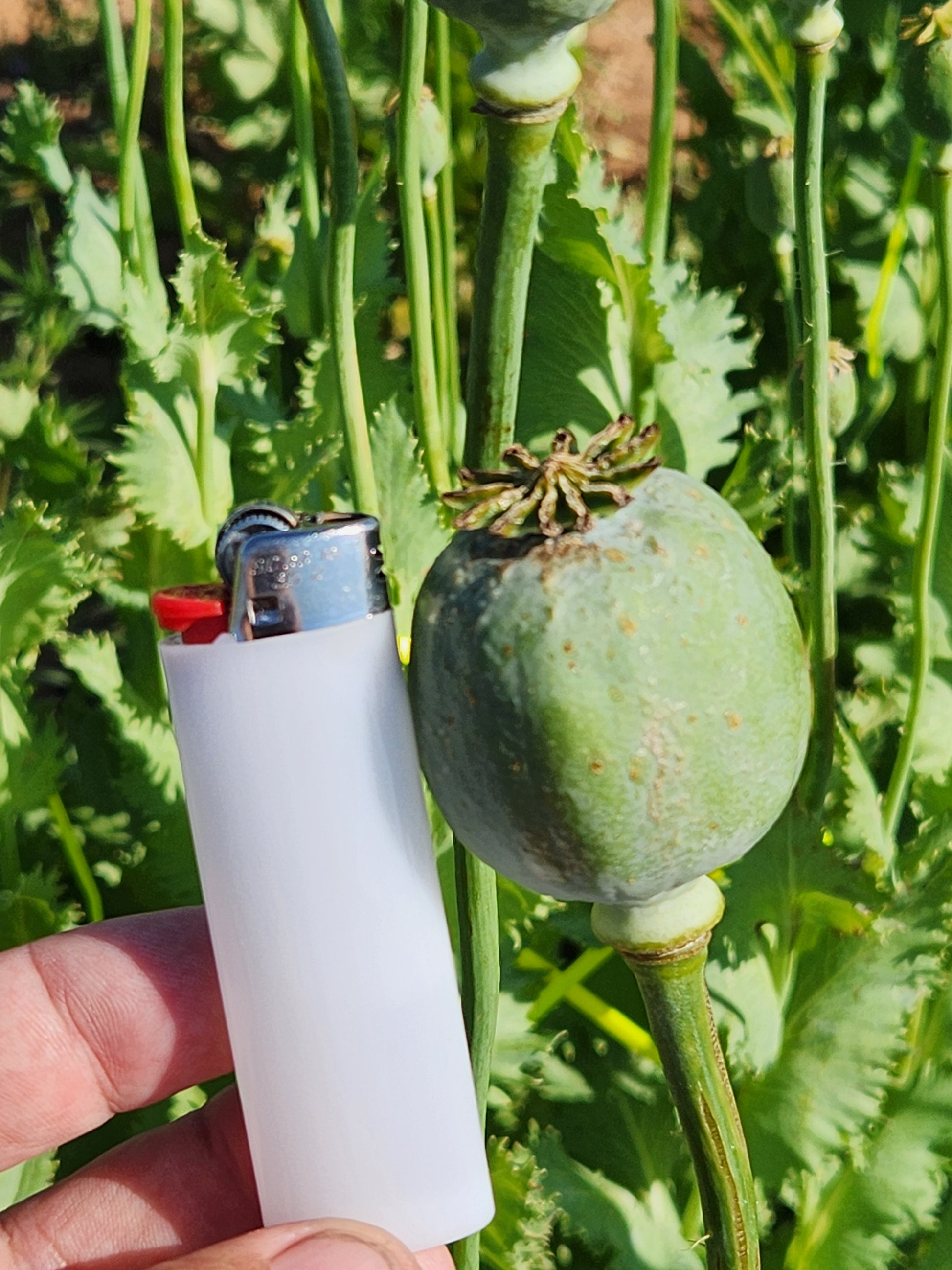 Asian OB/Izmir Pink Special Afghan Hybrid Poppy Seeds (Papaver somniferum / Var Galania) 1500 Pack