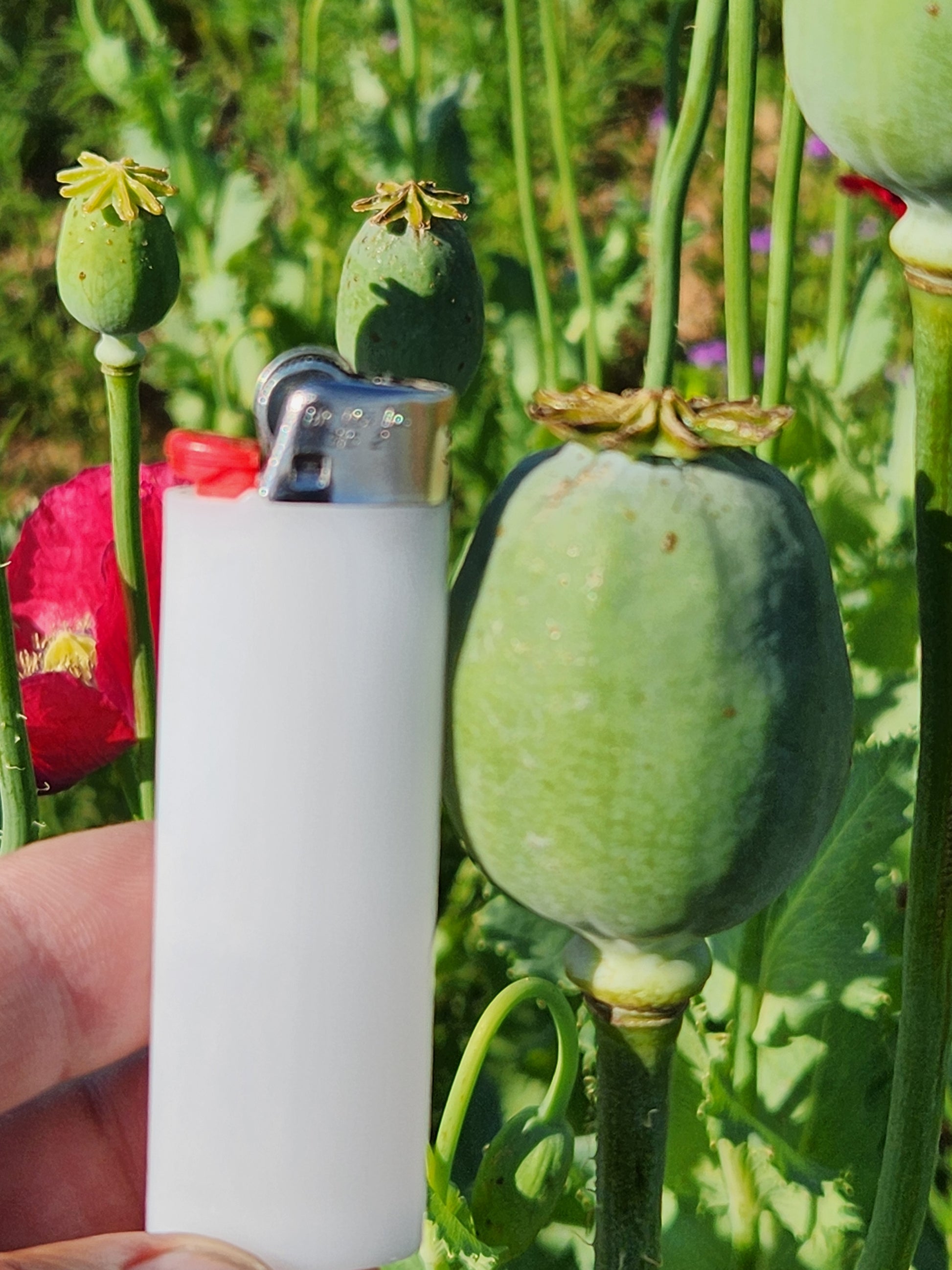 Asian OB/Izmir Pink Special Afghan Hybrid Poppy Seeds (Papaver somniferum / Var Galania) 1500 Pack