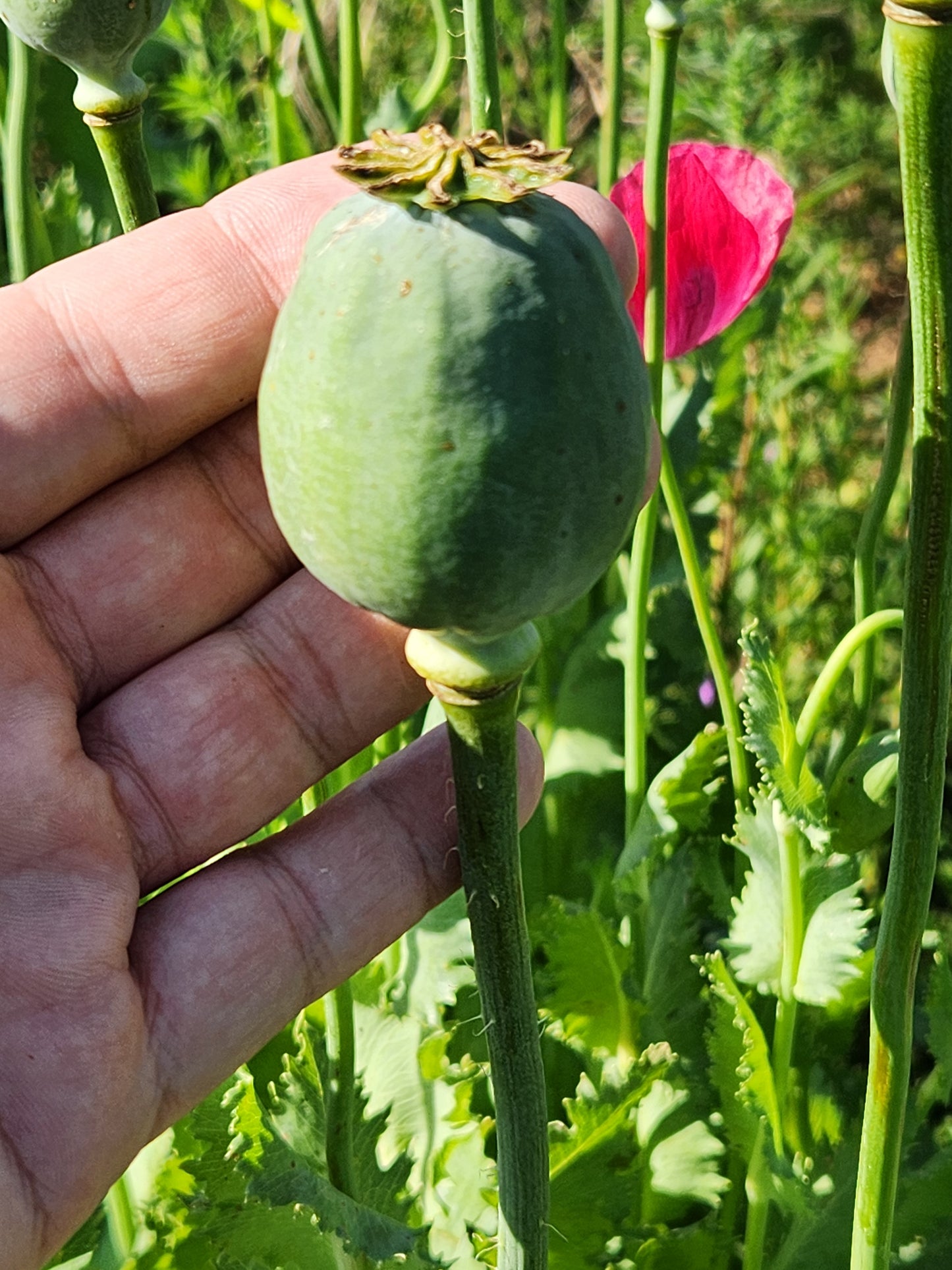 Asian OB/Izmir Pink Special Afghan Hybrid Poppy Seeds (Papaver somniferum / Var Galania) 1500 Pack