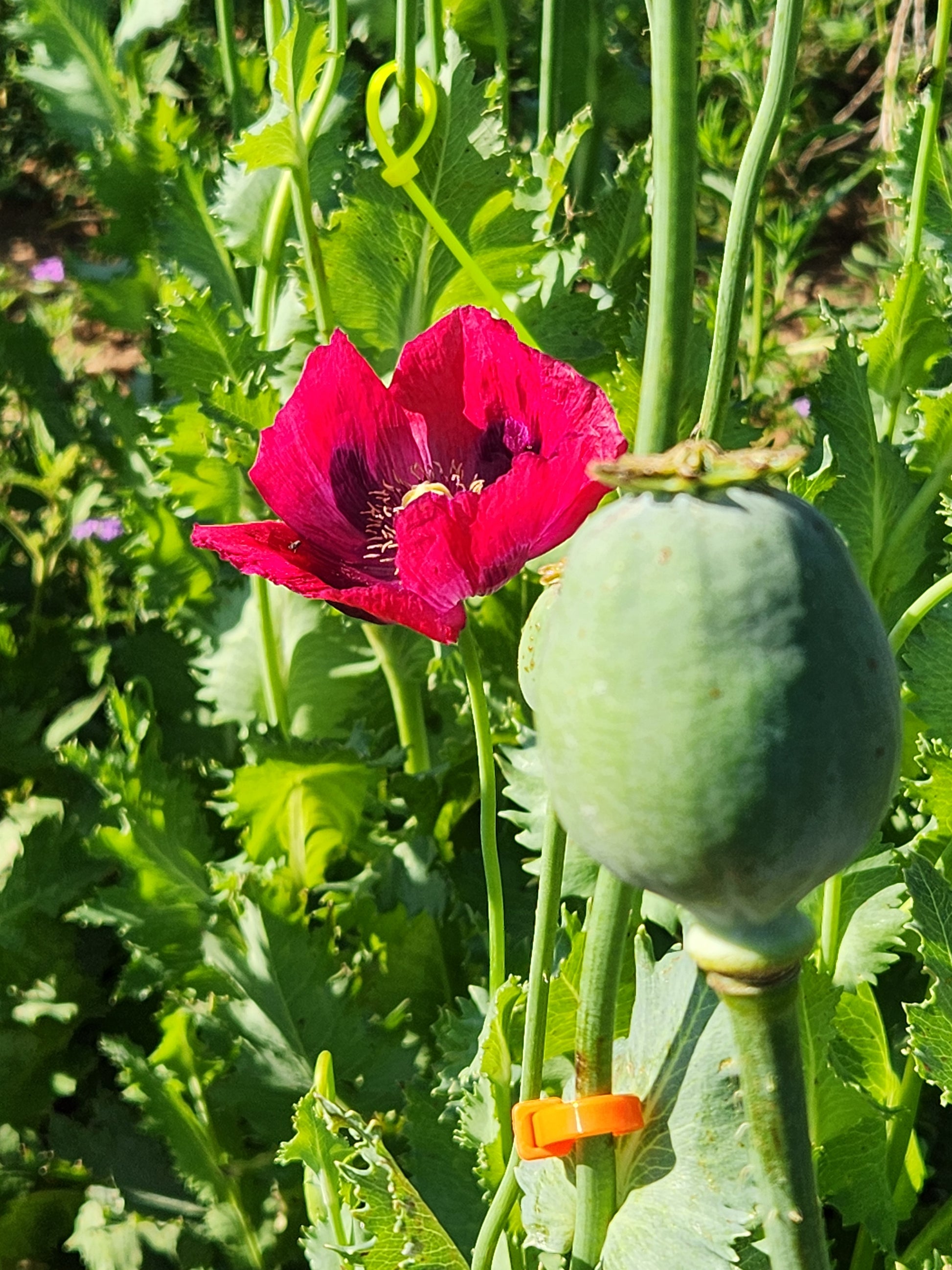 Asian OB/Izmir Pink Special Afghan Hybrid Poppy Seeds (Papaver somniferum / Var Galania) 1500 Pack