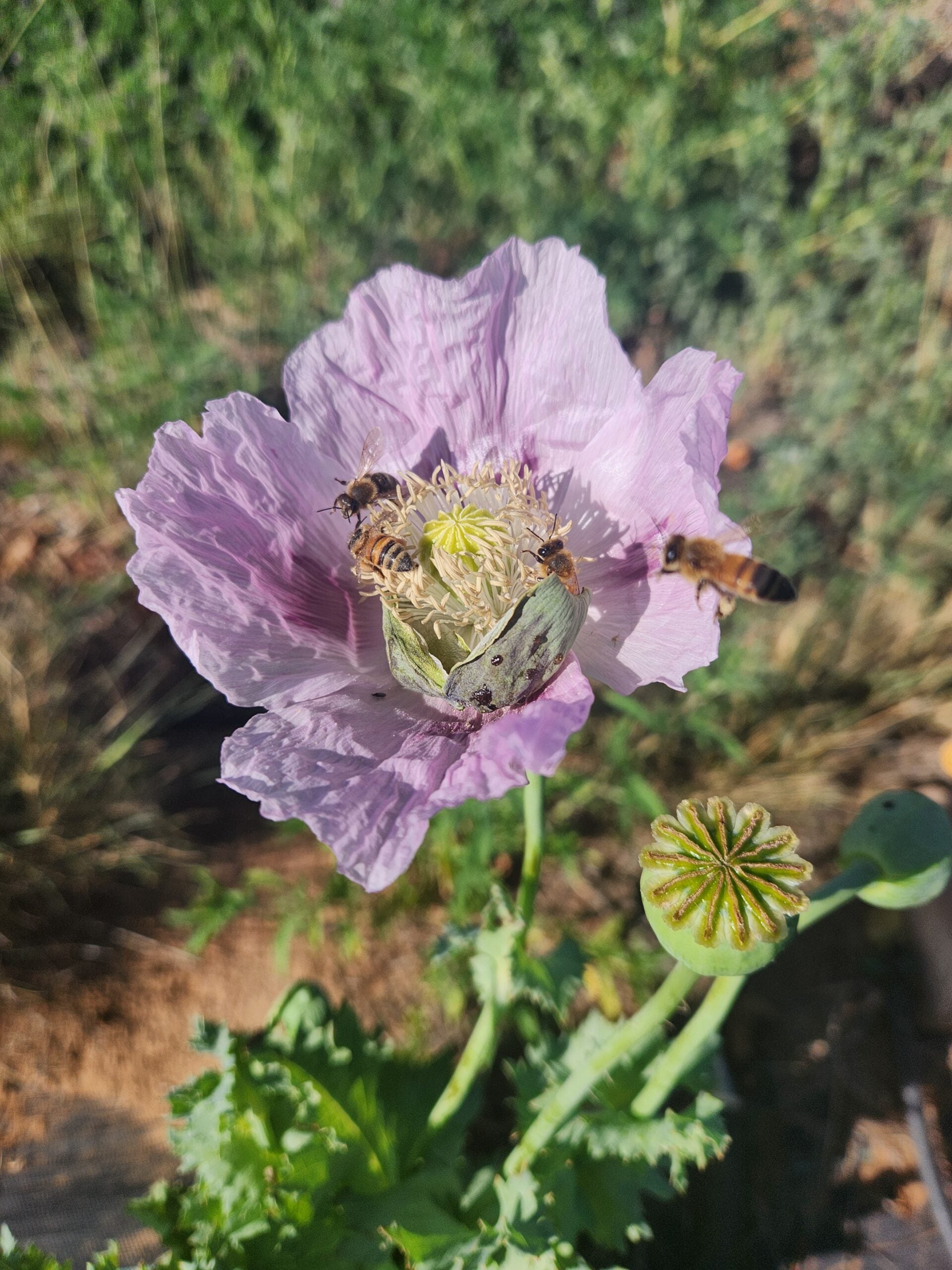 True Izmir Tasmanian Papaver Somniferum poppy seed 1500 pack