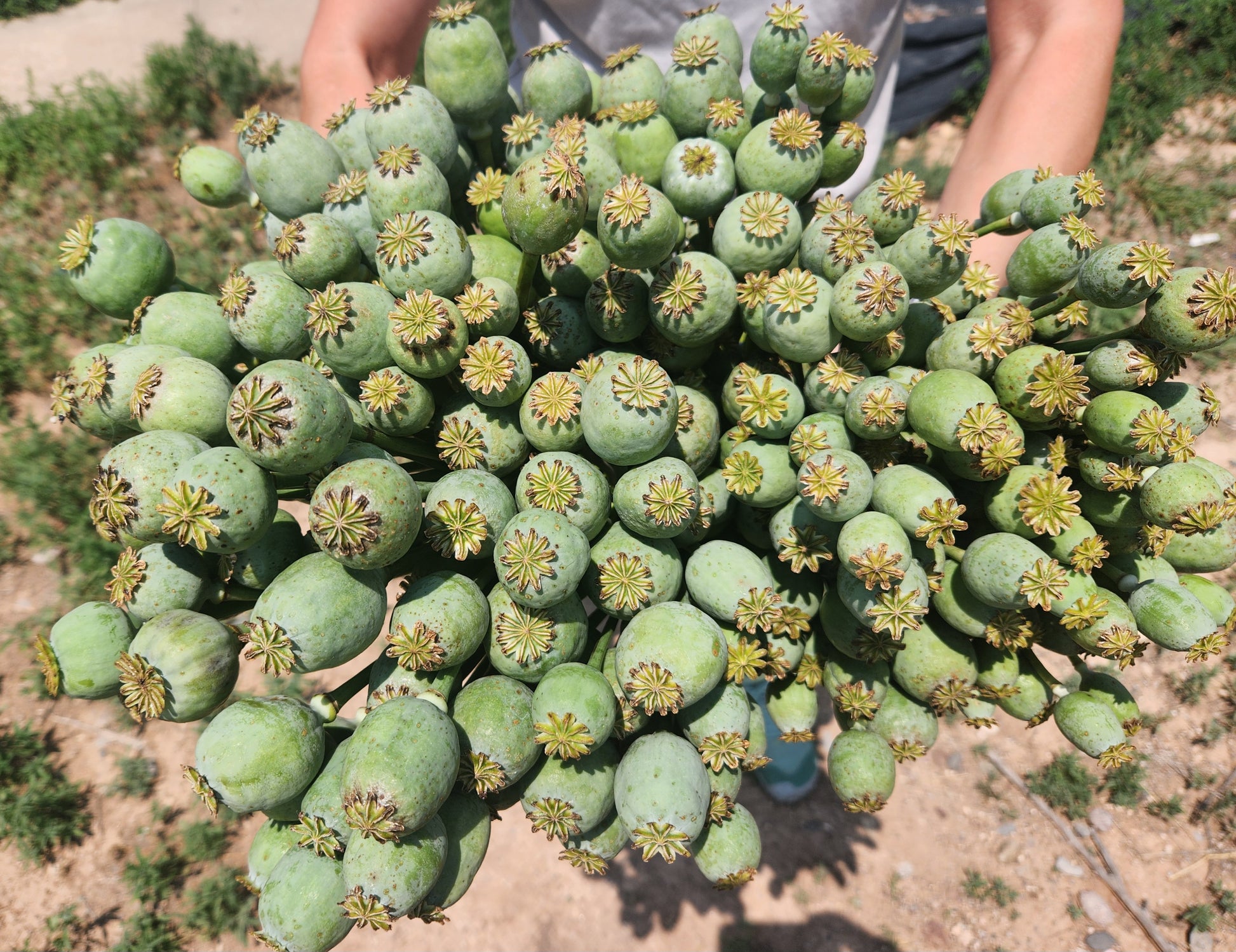 Asian OB/Izmir Pink Special Afghan Hybrid Poppy Seeds (Papaver somniferum / Var Galania) 1500 Pack