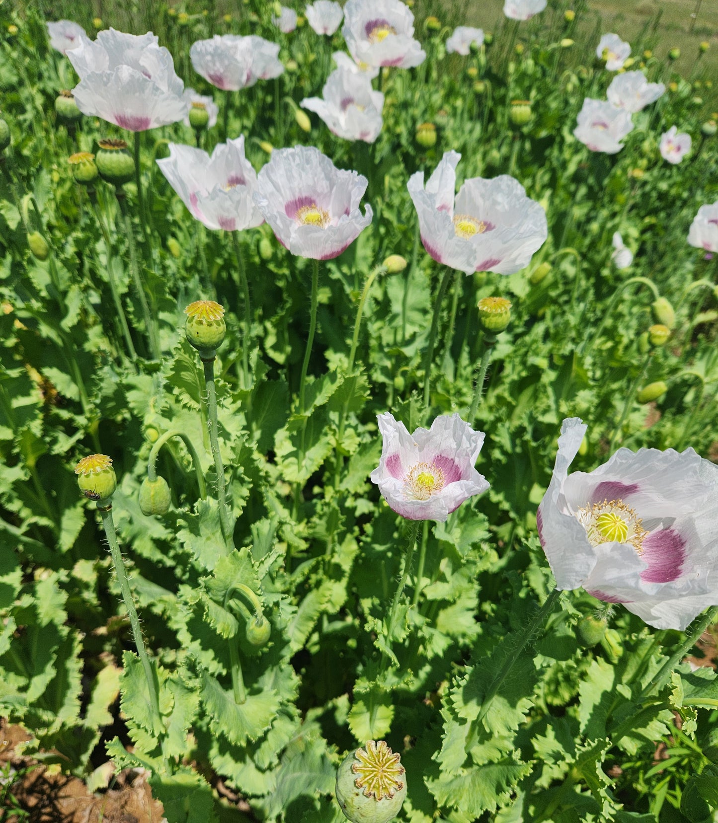 TRUE Izmir Bush Poppy (Papaver Somniferum) 1500 Seeds