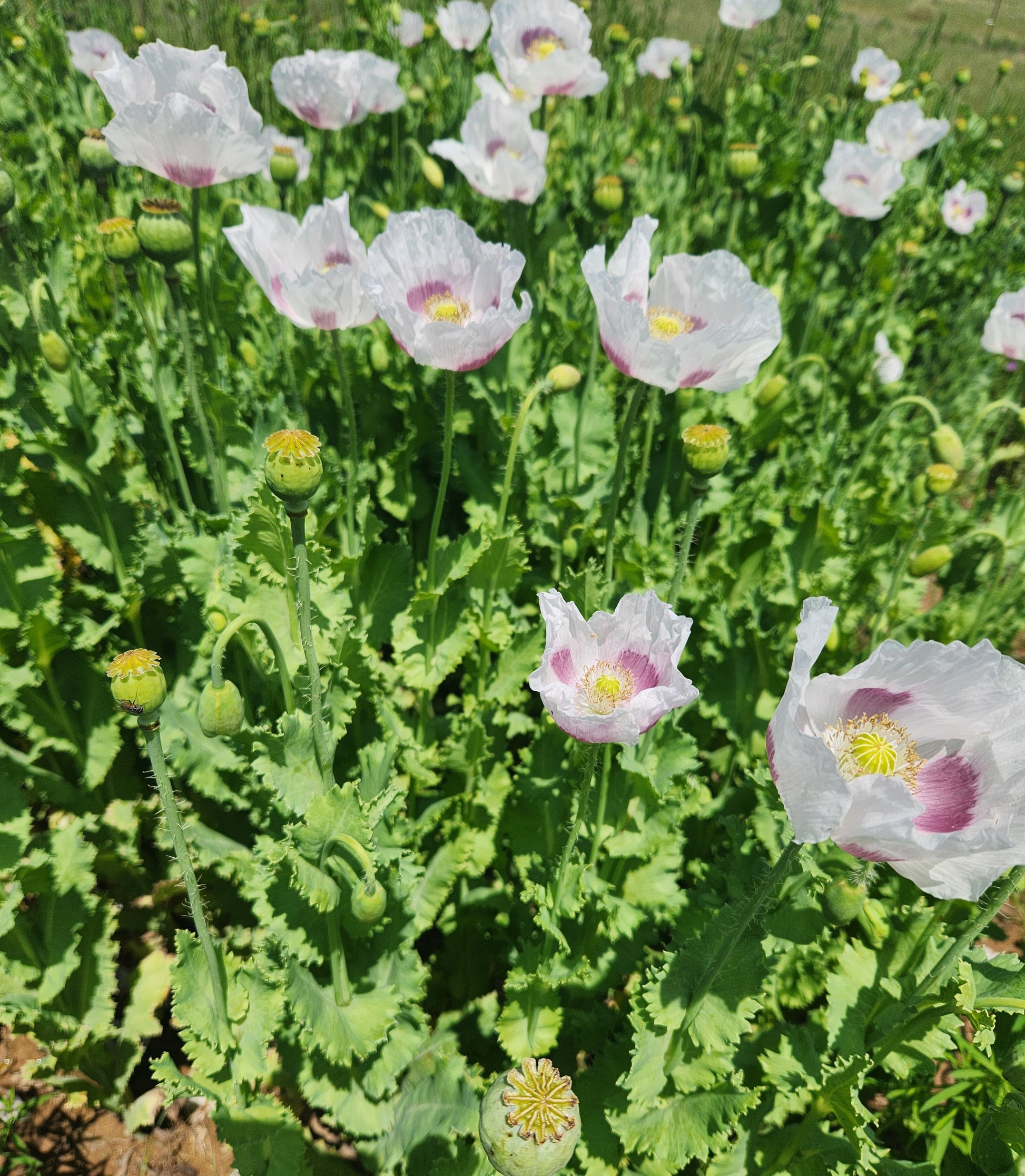 TRUE Izmir Bush Poppy (Papaver Somniferum) 1500 Seeds