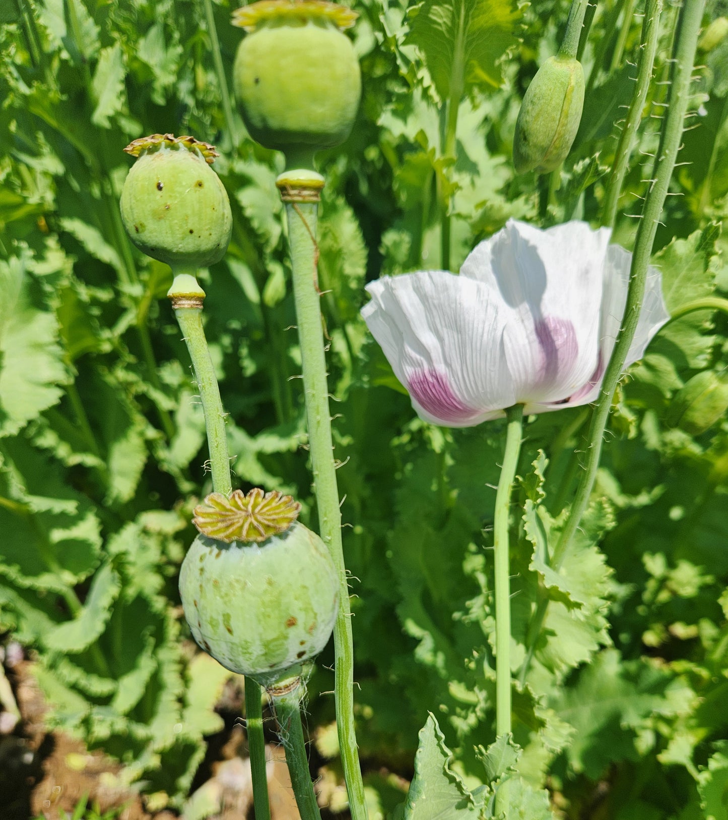 TRUE Izmir Bush Poppy (Papaver Somniferum) 1500 Seeds