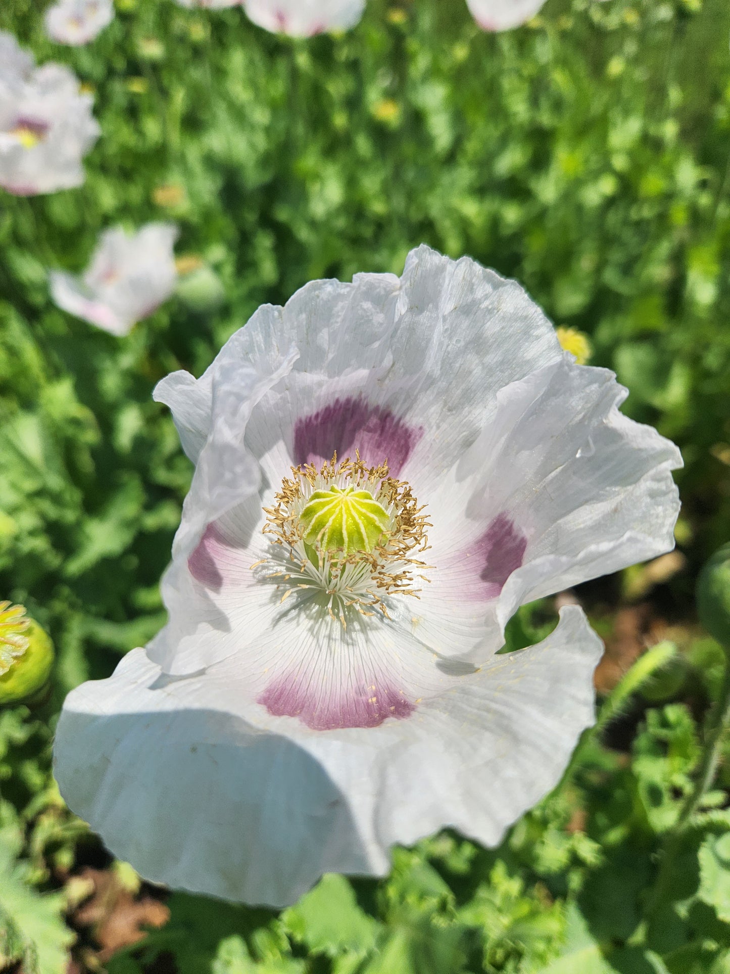 TRUE Izmir Bush Poppy (Papaver Somniferum) 1500 Seeds