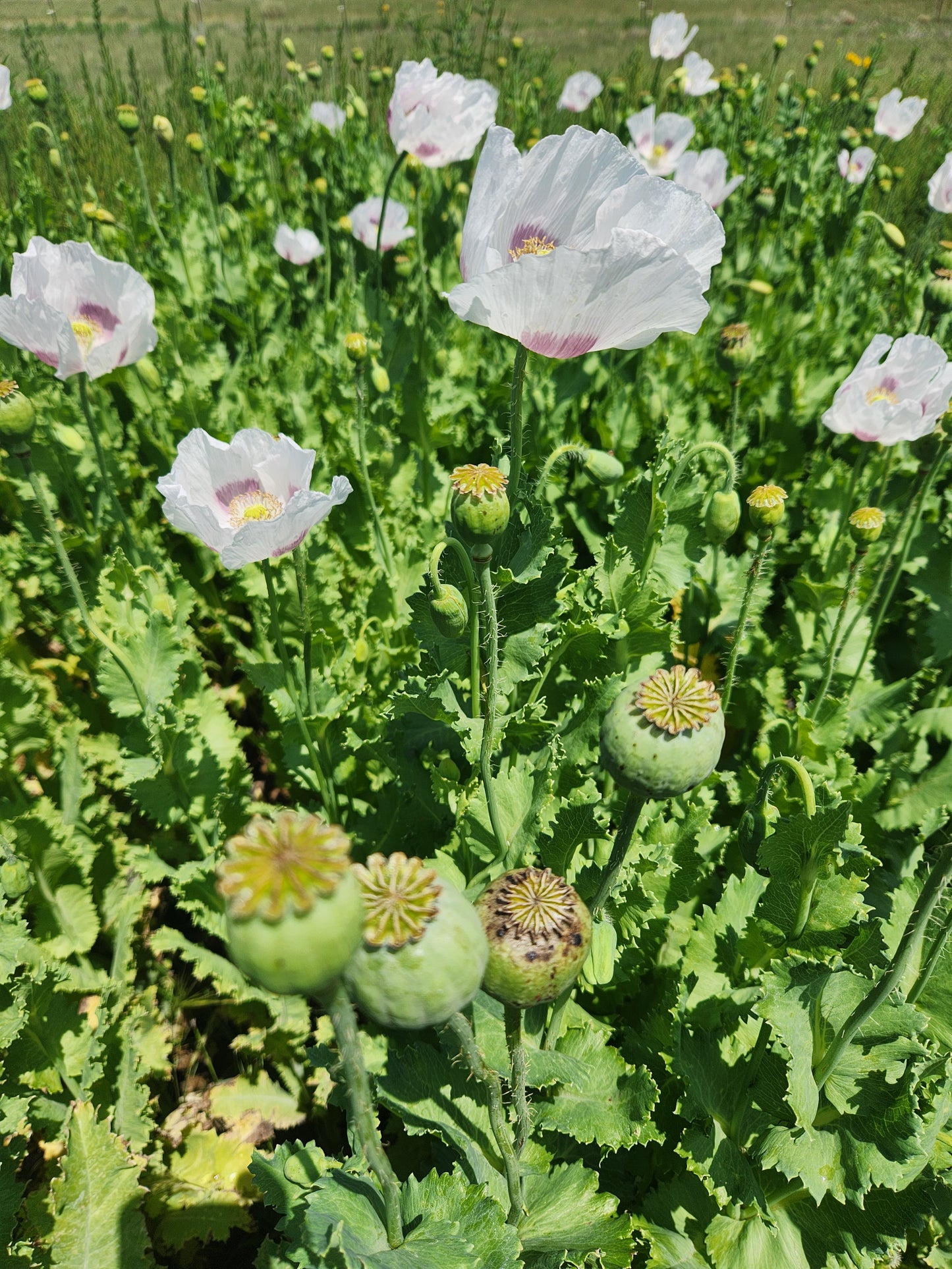 TRUE Izmir Bush Poppy (Papaver Somniferum) 1500 Seeds