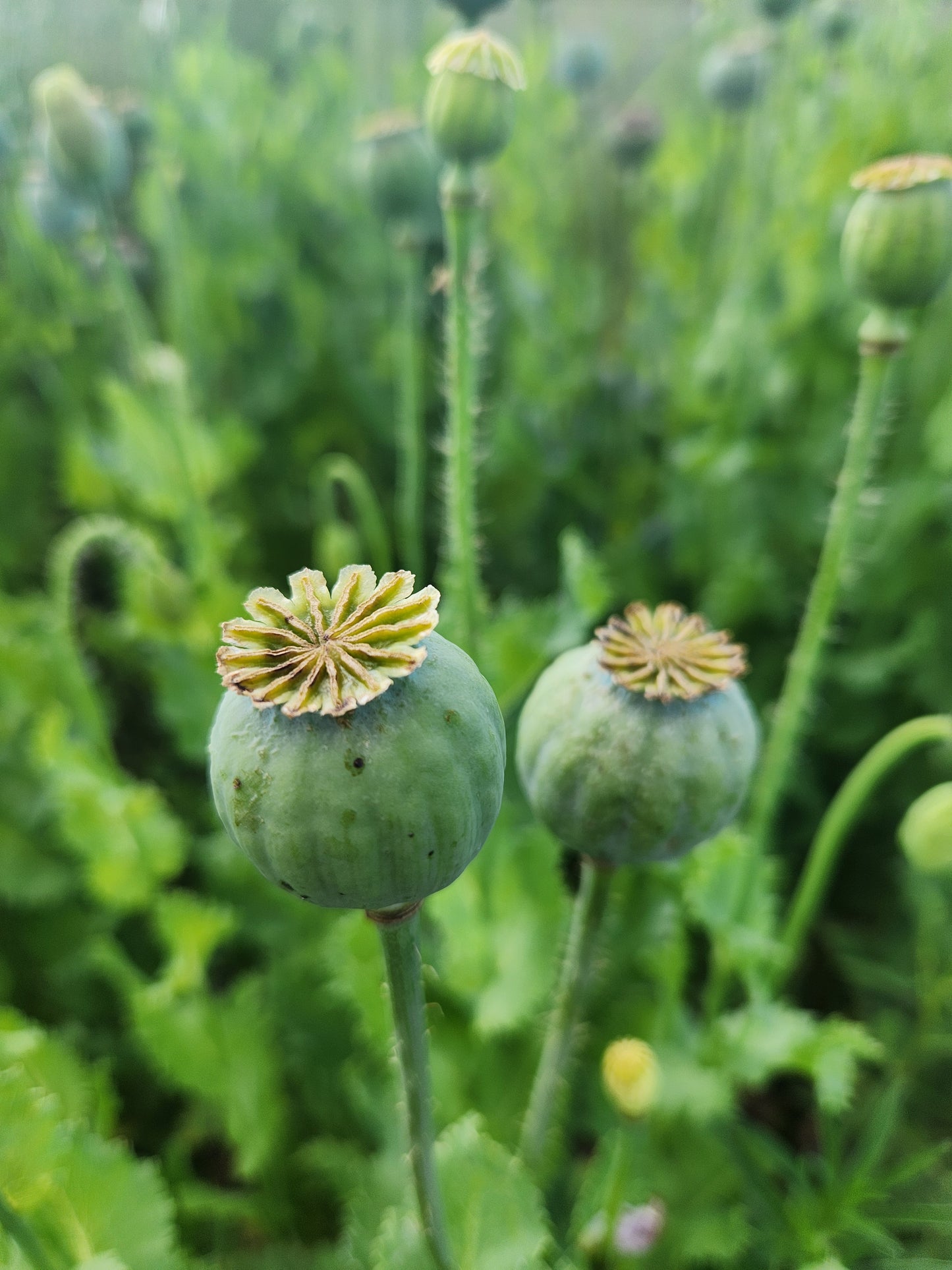 TRUE Izmir Bush Poppy (Papaver Somniferum) 1500 Seeds
